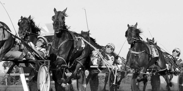 Close-up of standardbred horse race