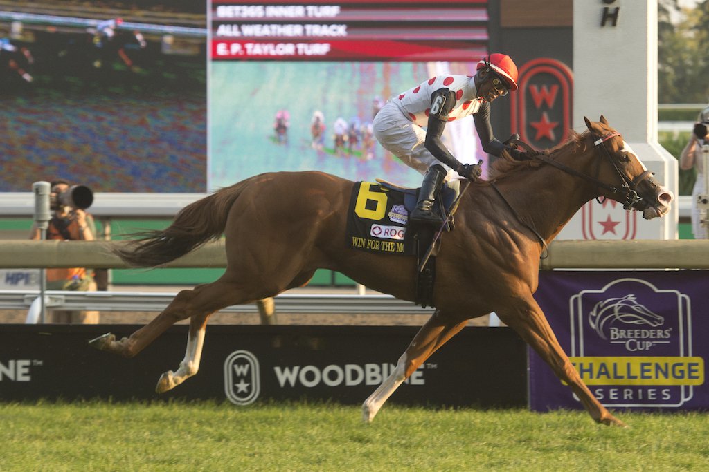 Woodbine Turf Champions Day posts strong numbers