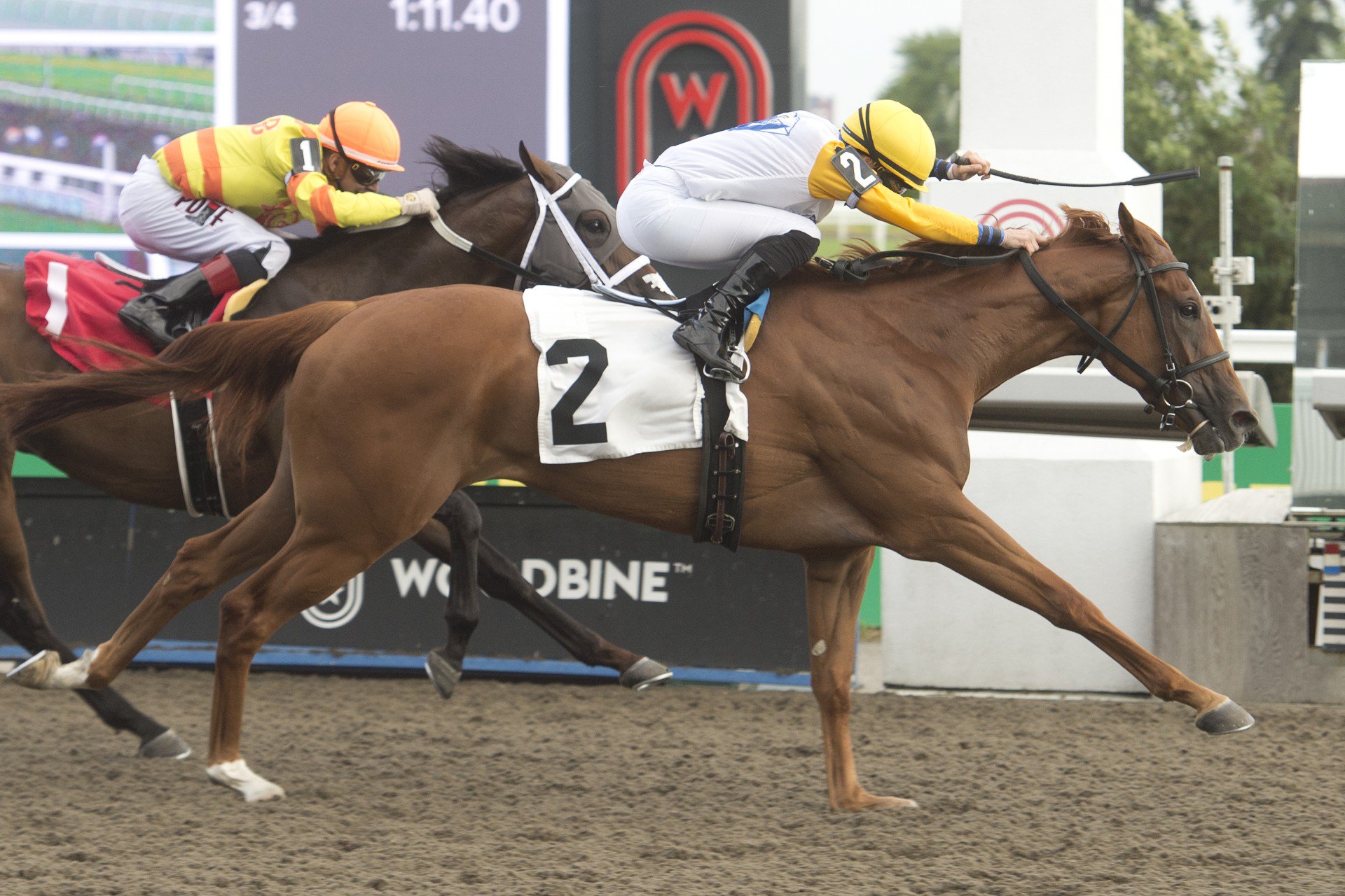 Perfect Lady Bee and Emma-Jayne Wilson winning Thursday's fourth-race at Woodbine Racetrack. (Michael Burns Photo)