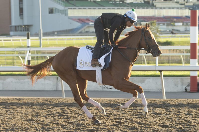 Kalik gallops at Woodbine under exercise rider Benny Alvarado for trainer Chad Brown (Michael Burns Photo)