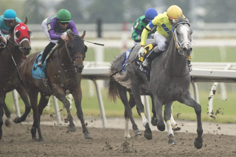 Kaukokaipuu and jockey Rico Walcott winning the Queenston Stakes on June 11, 2023 at Woodbine (Michael Burns Photo)