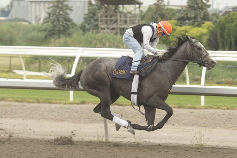 Toronto ON August 11, 2026..Woodbine Racetrack.167th Running Of $1,000,000 Dollar King's Plate Post Contender And Favorite Luster Breezes At Woodbine Under Jockey Fraser Aebly For Trainer Josie Carroll And Owner Gainsway Stable And And Andrew Rosen.The Woodbine Oaks Winner Will Take On The Boys In An Attempt To Capture The King's Plate At Woodbine On Saturday August 15, 2026.Woodbine/ Michael Burns Photo Luster training at Woodbine ahead of the 167th King's Plate (Michael Burns Photo)