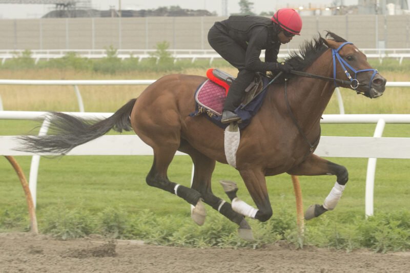 Fire and Wine training ahead of the 167th King's Plate (Michael Burns Photo)