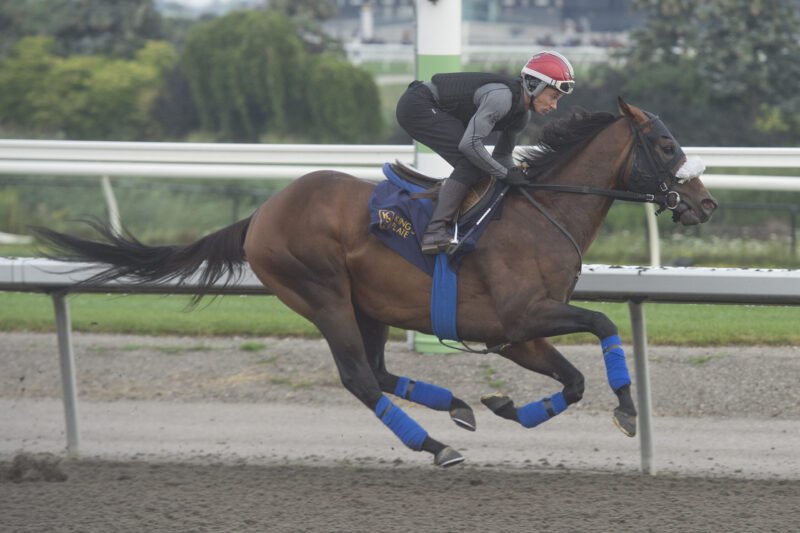 Brachetto training at Woodbine ahead of the 167th King's Plate (Michael Burns Photo)