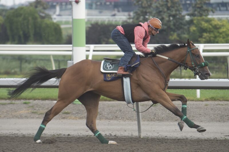 Highwaytothemoon horse working out