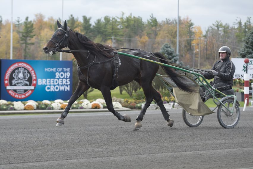 Training cancelled at Woodbine Mohawk Park Woodbine Mohawk Park