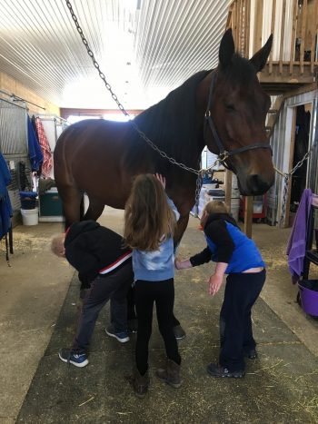 Perfetto getting extra love and attention from the kids in the barn. (Laura Trask) 