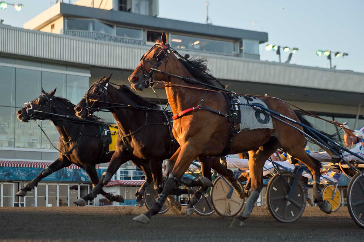 At the finishline at Canadian Trotting Classic