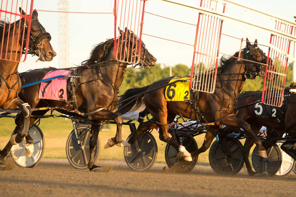 Pacers at the start gate for the Mero Pace at Woodbine Mohawk Park