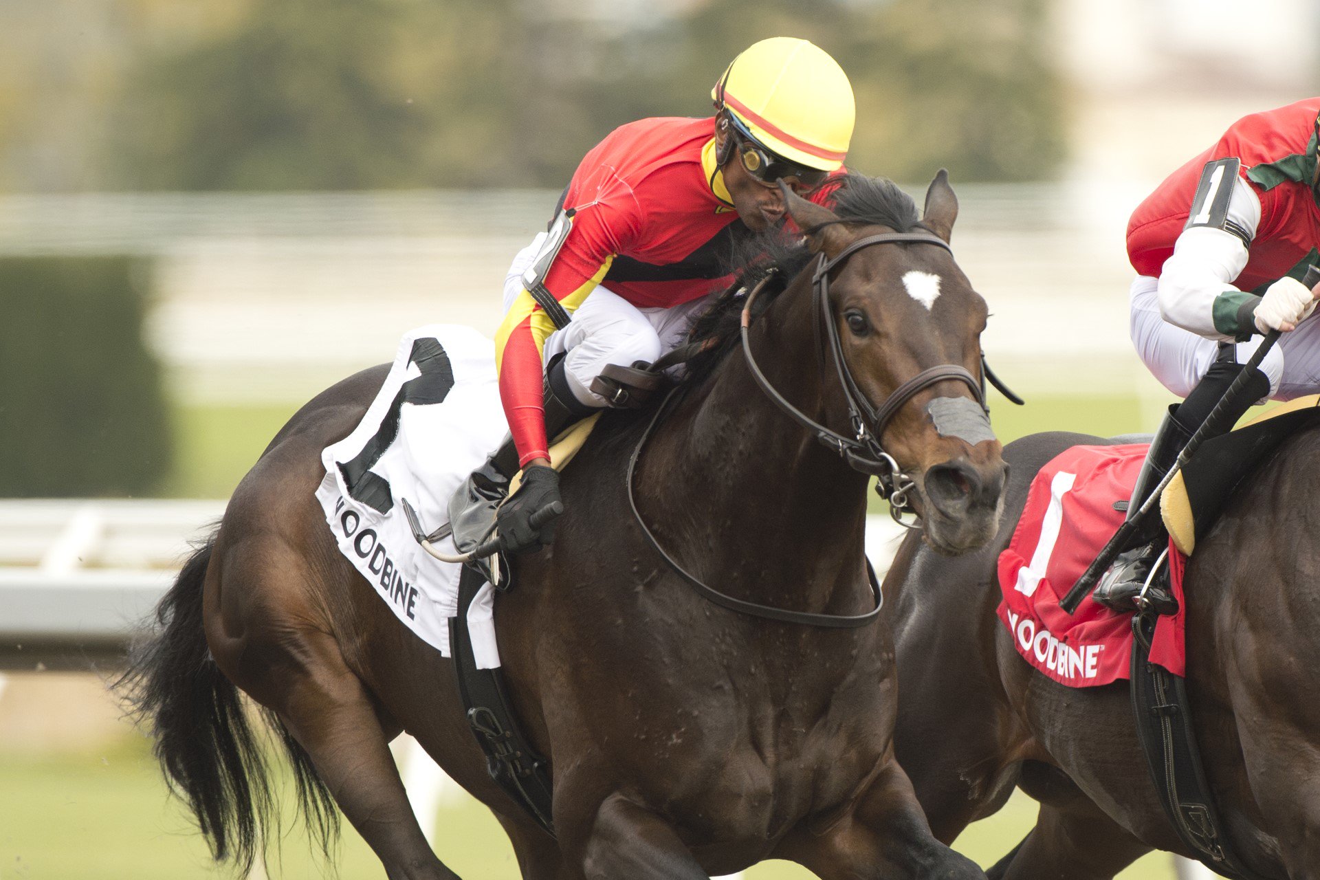 Midnight Mascot right on time in Woodstock Stakes