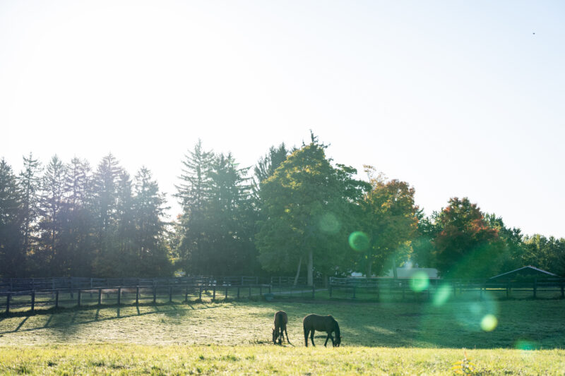 Woodbine Cares Launches Horsepower Fund to Support Horse Welfare and Community Programs