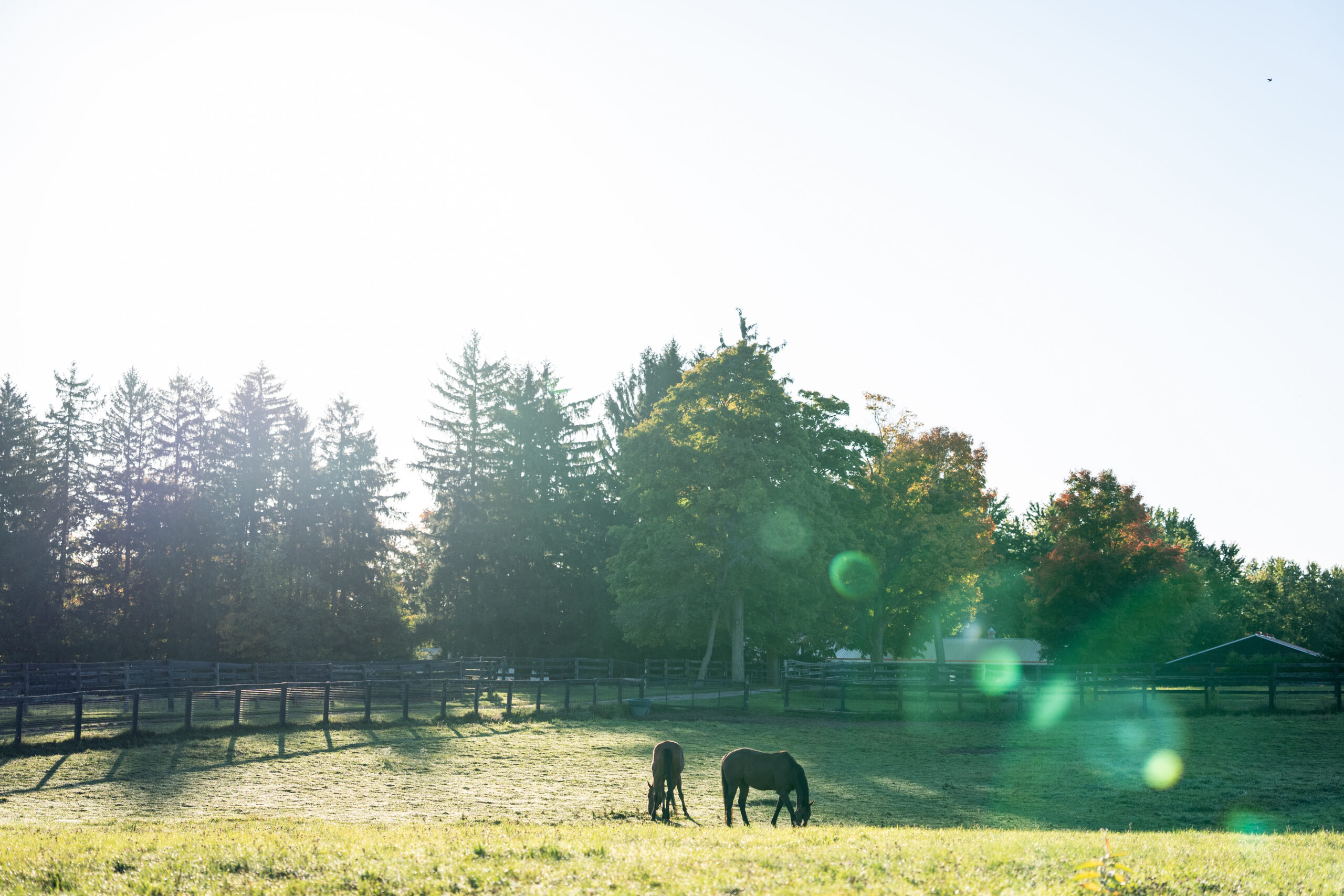 Woodbine Cares Launches Horsepower Fund to Support Horse Welfare and Community Programs