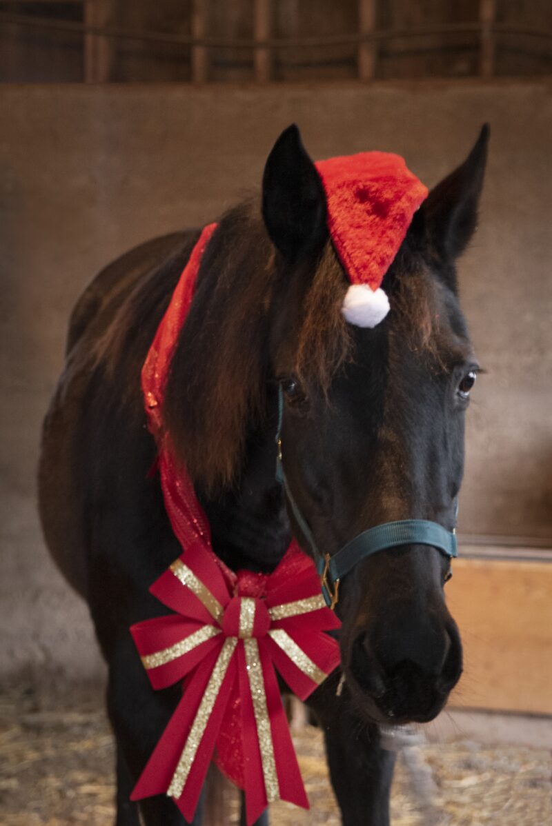 Foamy in the holiday spirit (Photo by Jackie Wimbush)