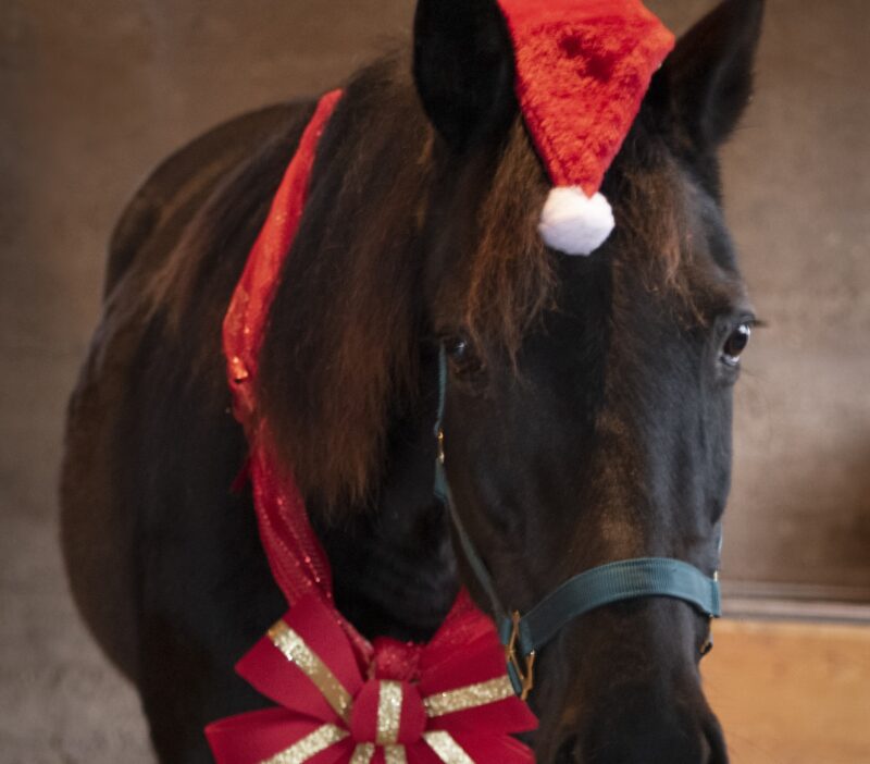 Foamy in the holiday spirit (Photo by Jackie Wimbush)