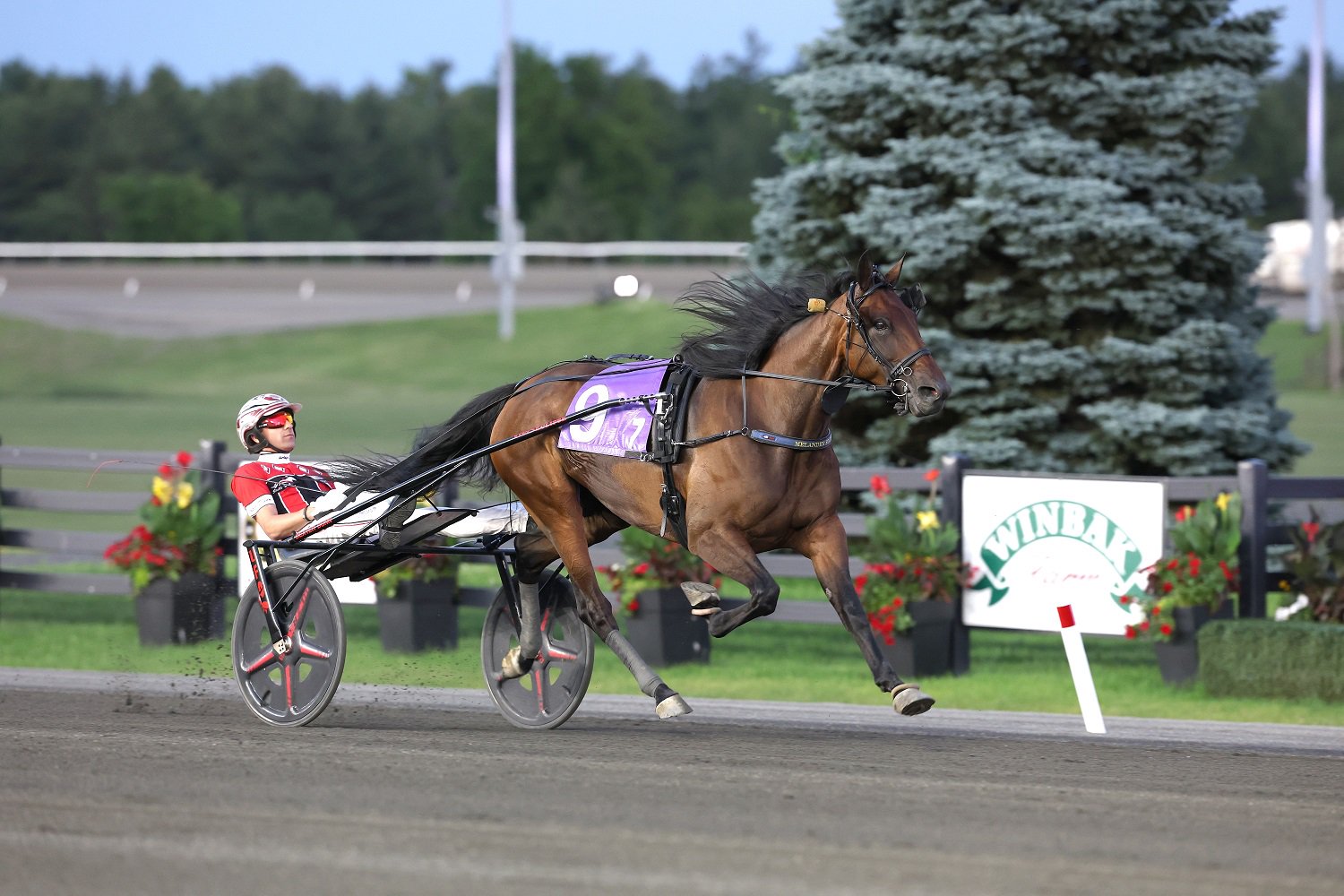 Bourbonista S Blows Away Competition in Armbro Flight Upset