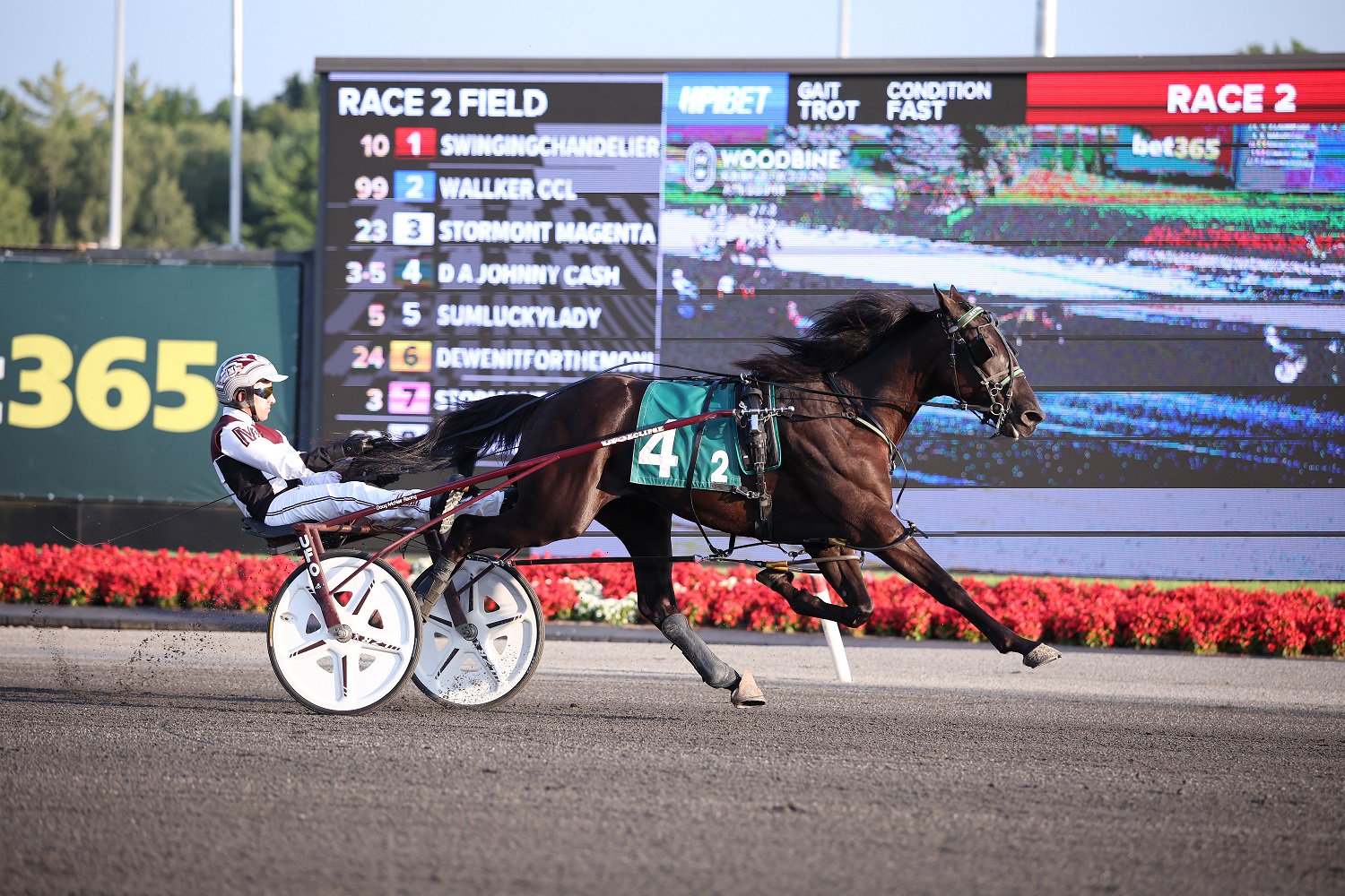 D A Johnny Cash and driver Doug McNair winning Race 2 on August 20, 2026 at Woodbine Mohawk Park (New Image Media)