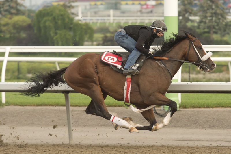 Keep Grinding will look to create a special family moment for the Attard's in Sunday's Queen's Plate.