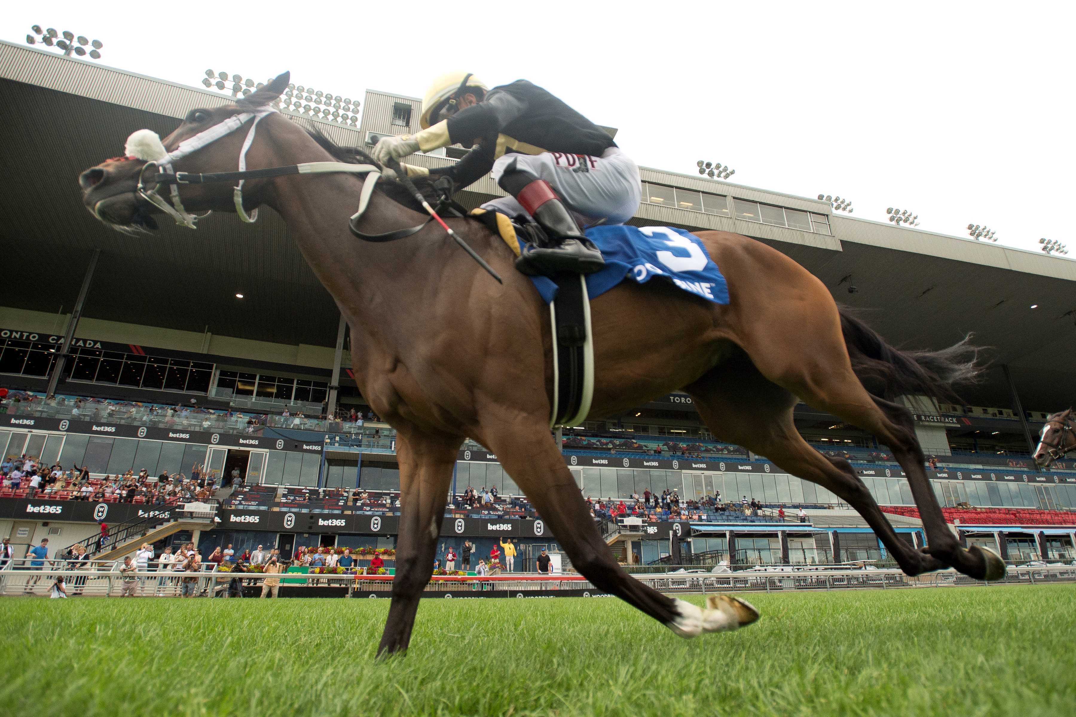 Full Count Felicia and jockey Rafael Hernandez winning the Canadian Stakes (G2) on August 10, 2024 at Woodbine (Michael Burns Photo)