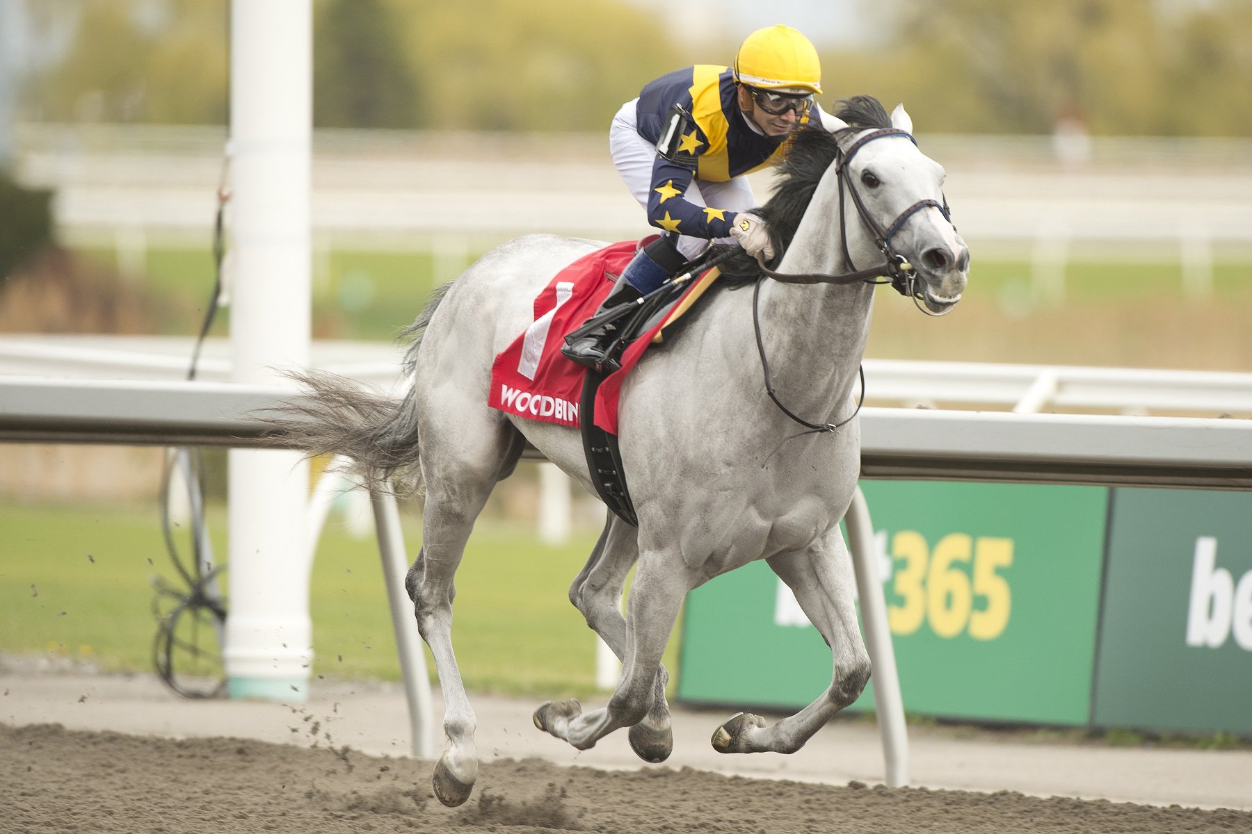 Earhart (FR) and jockey Rafael Hernandez winning the Whimsical Stakes on May 3, 2025 at Woodbine (Michael Burns Photo)