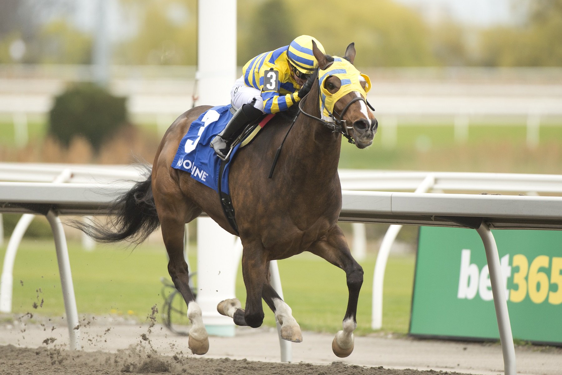 Patches O'Houlihan and jockey Sofia Vives winning the Thorncliffe Stakes on May 4, 2025 at Woodbine (Michael Burns Photo)