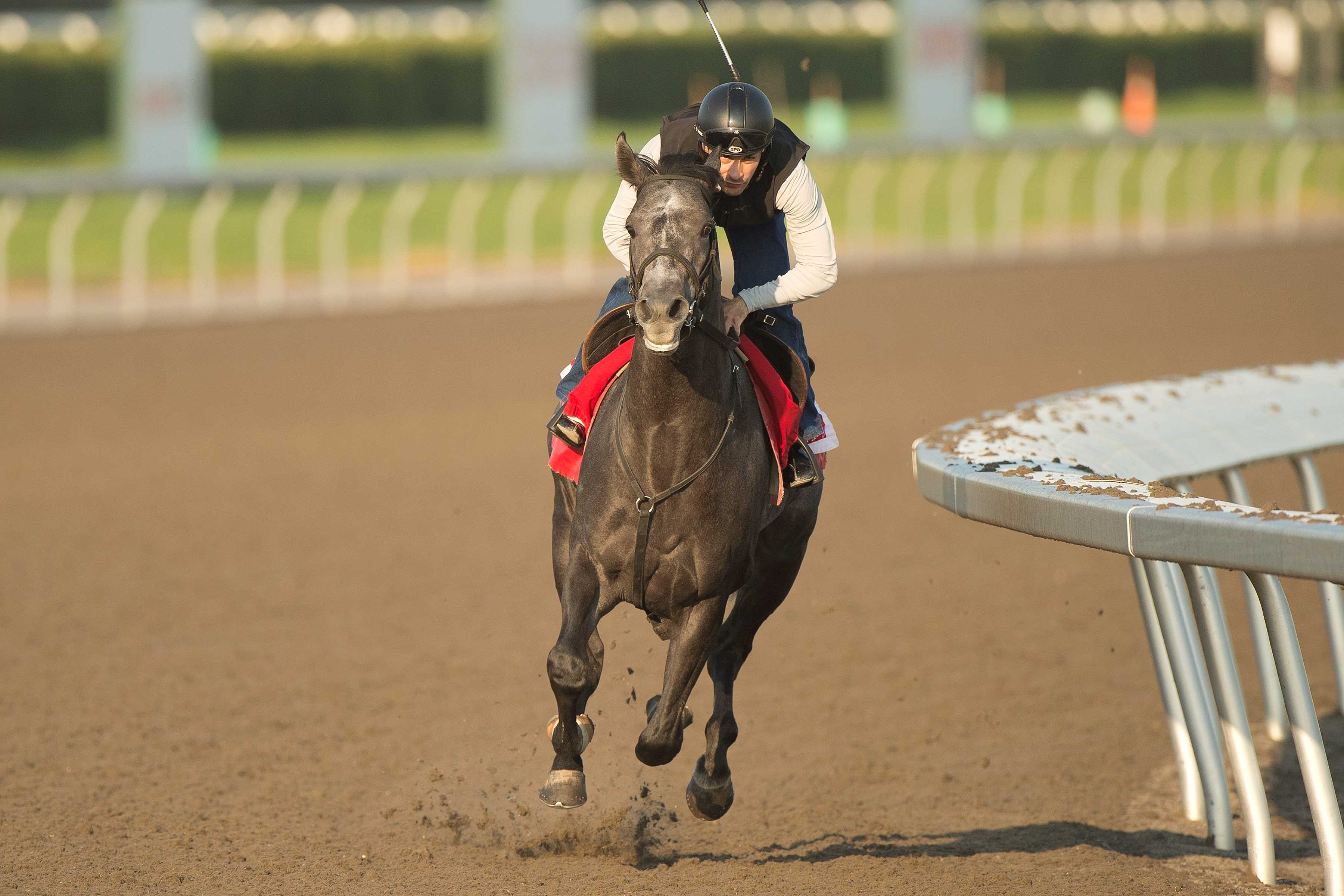 My Boy Prince training at Woodbine (Michael Burns Photo)