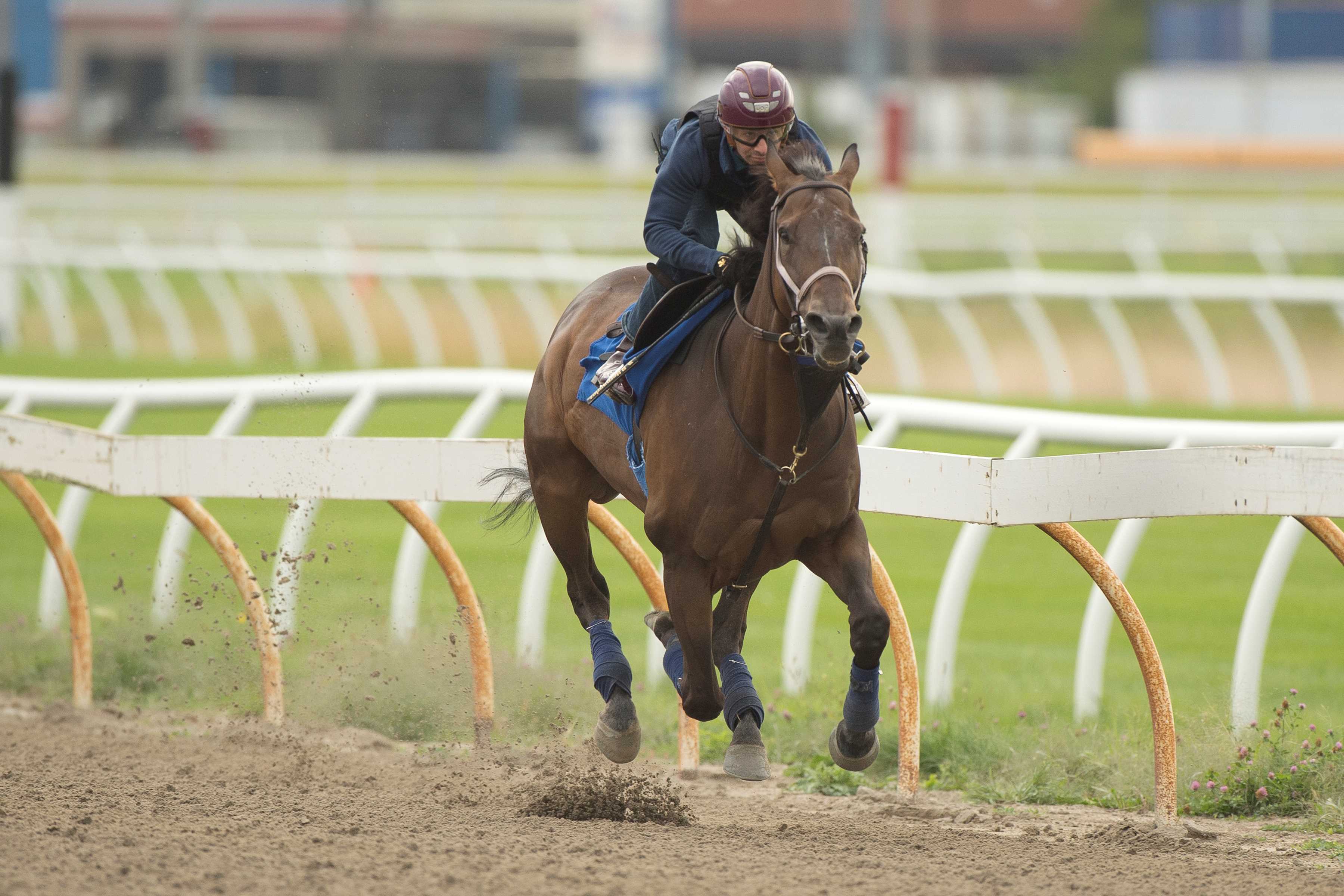 Niagara Skyline training at Woodbine (Michael Burns Photo)