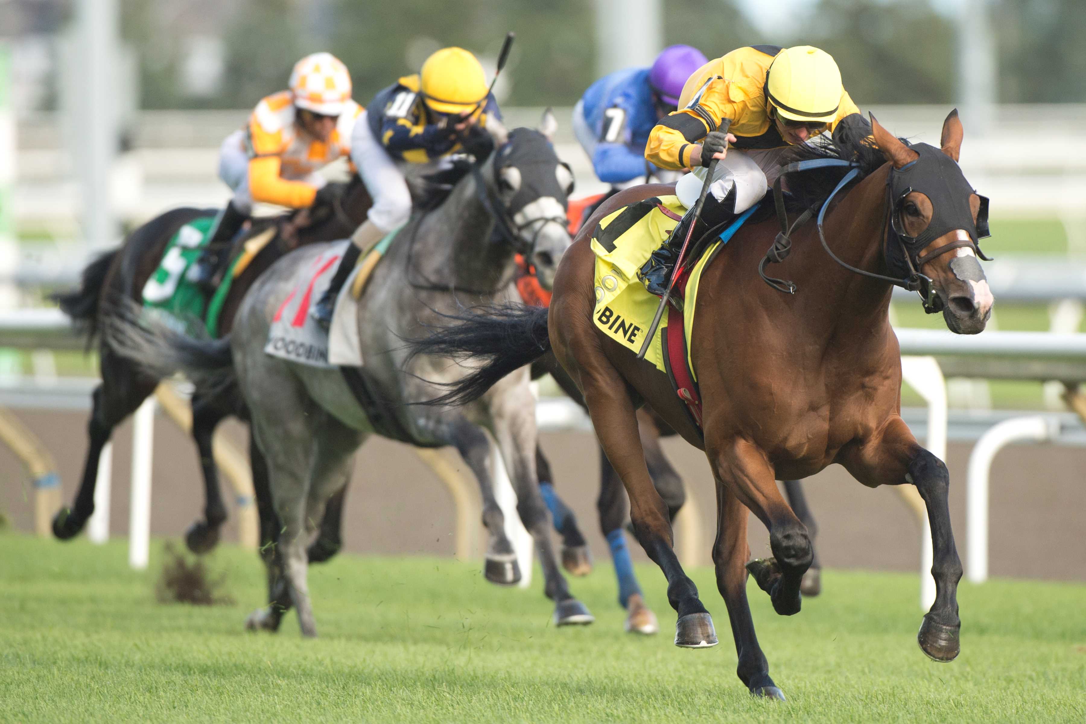 Lac Macaza and jockey Pietro Moran winning the Niagara Stakes Presented by The Greenwood Stakes on September 7, 2024 at Woodbine (Michael Burns Photo)