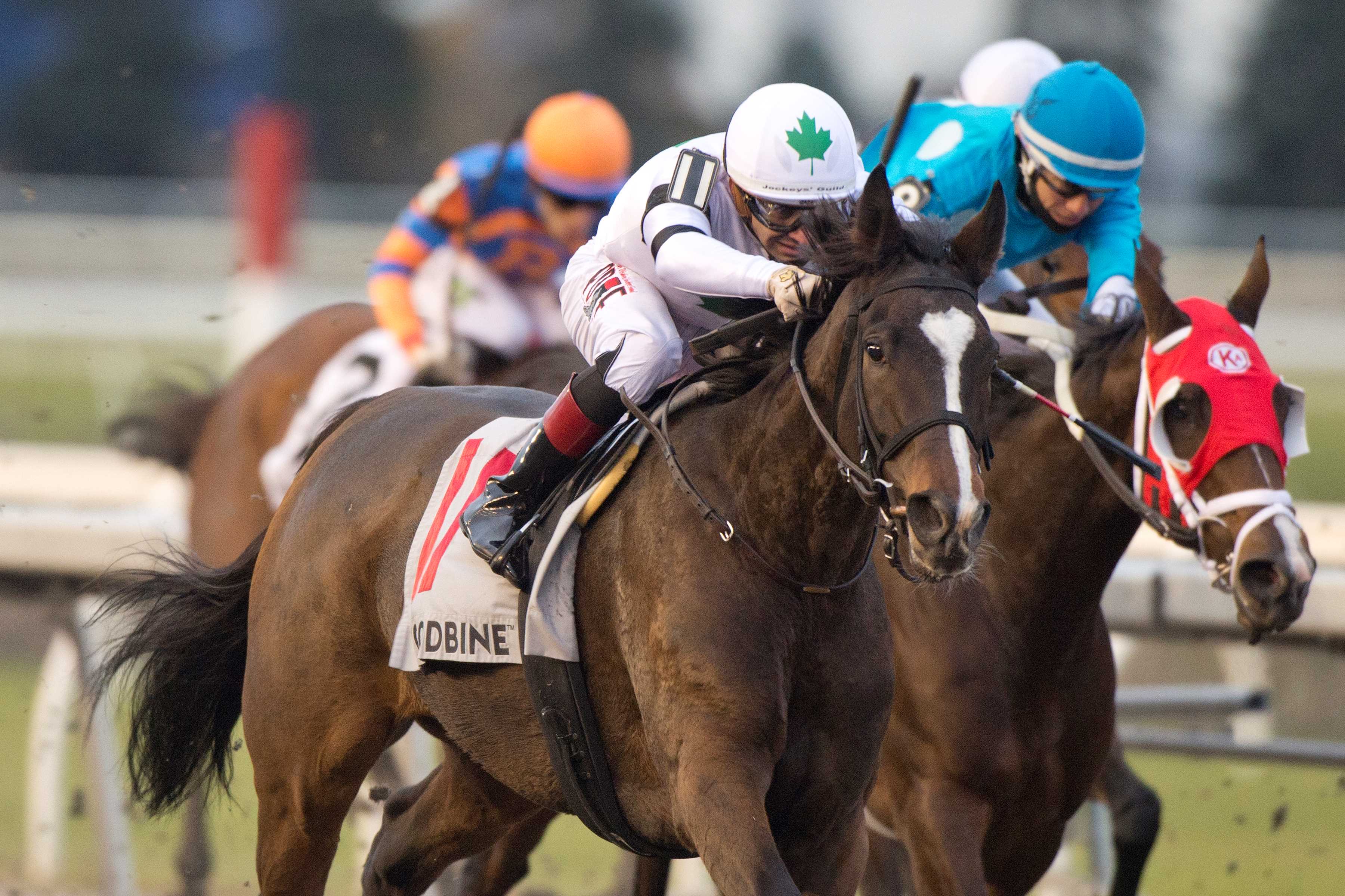 Millie Girl and jockey Rafael Hernandez winning the Maple Leaf Stakes on November 11, 2023 at Woodbine (Michael Burns Photo)