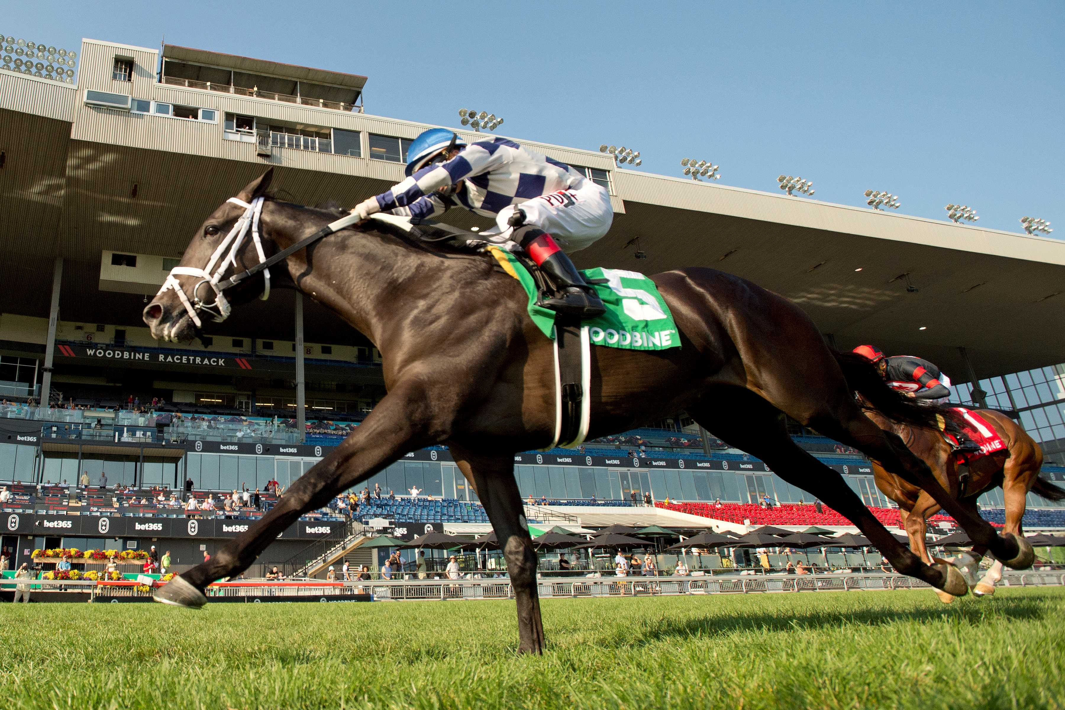 Dewolf and jockey Rafael Hernandez winning the Bull Page Stakes on September 15, 2024 at Woodbine (Michael Burns Photo)