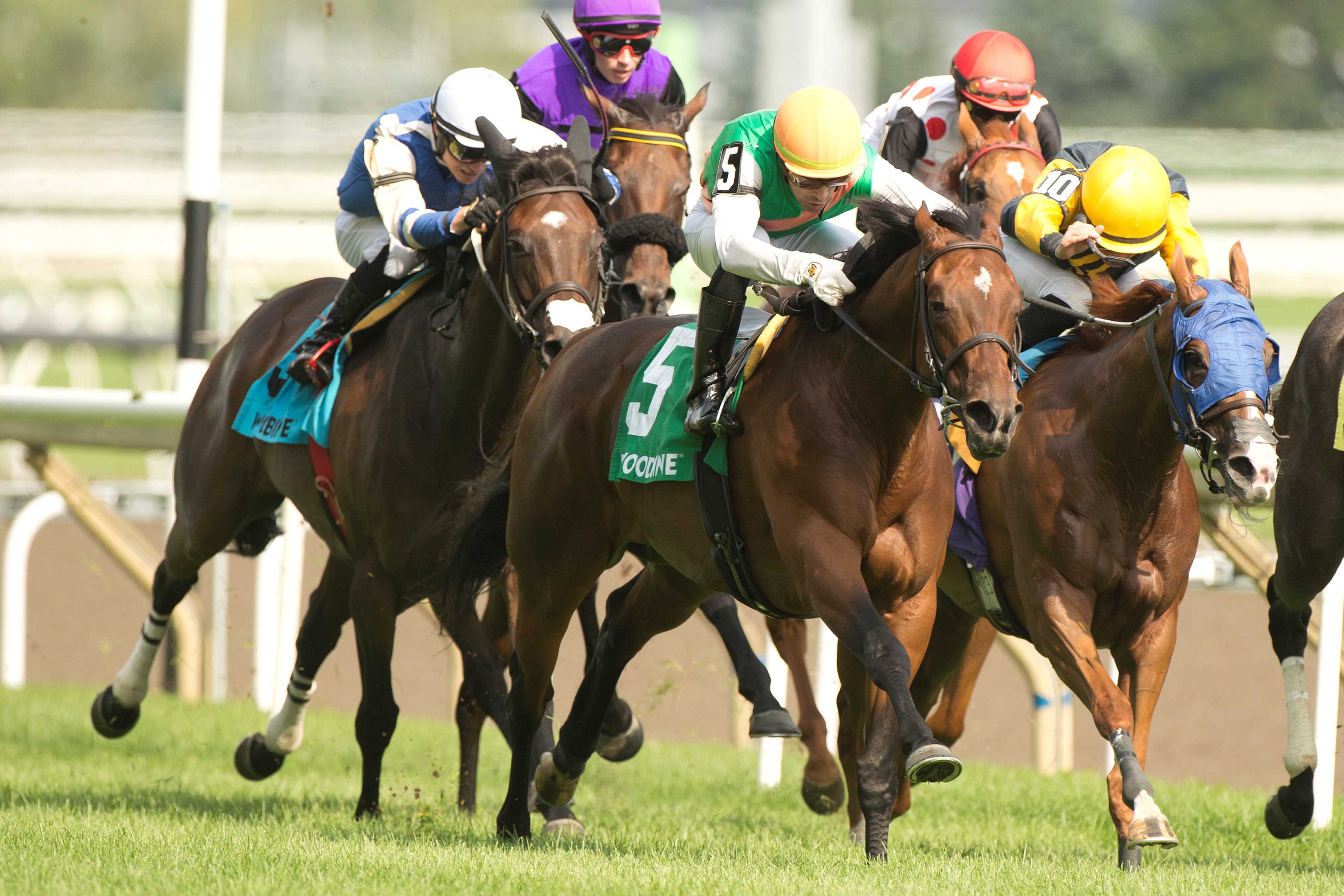 Loon Cry and jockey Sahin Civaci winning the Sweet Briar Too Stakes on August 3, 2024 at Woodbine (Michael Burns Photo)