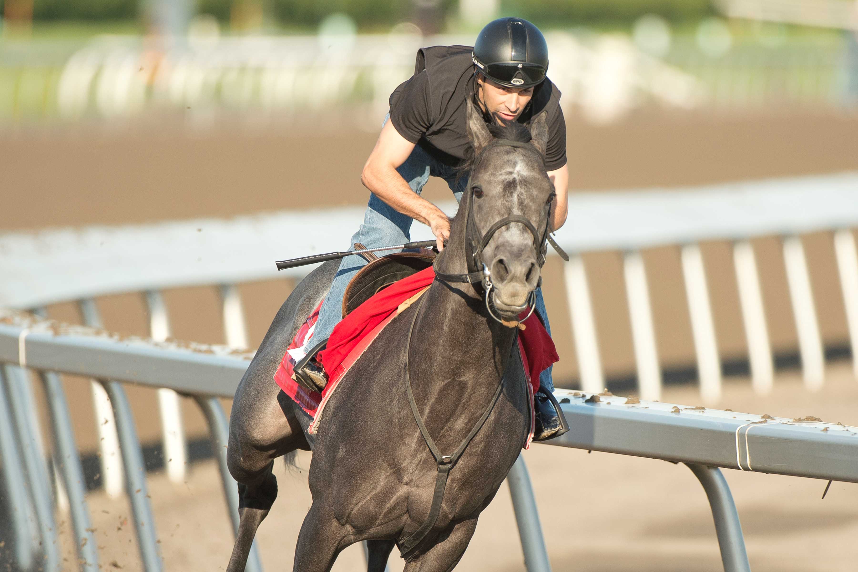 My Boy Prince training at Woodbine (Michael Burns Photo)