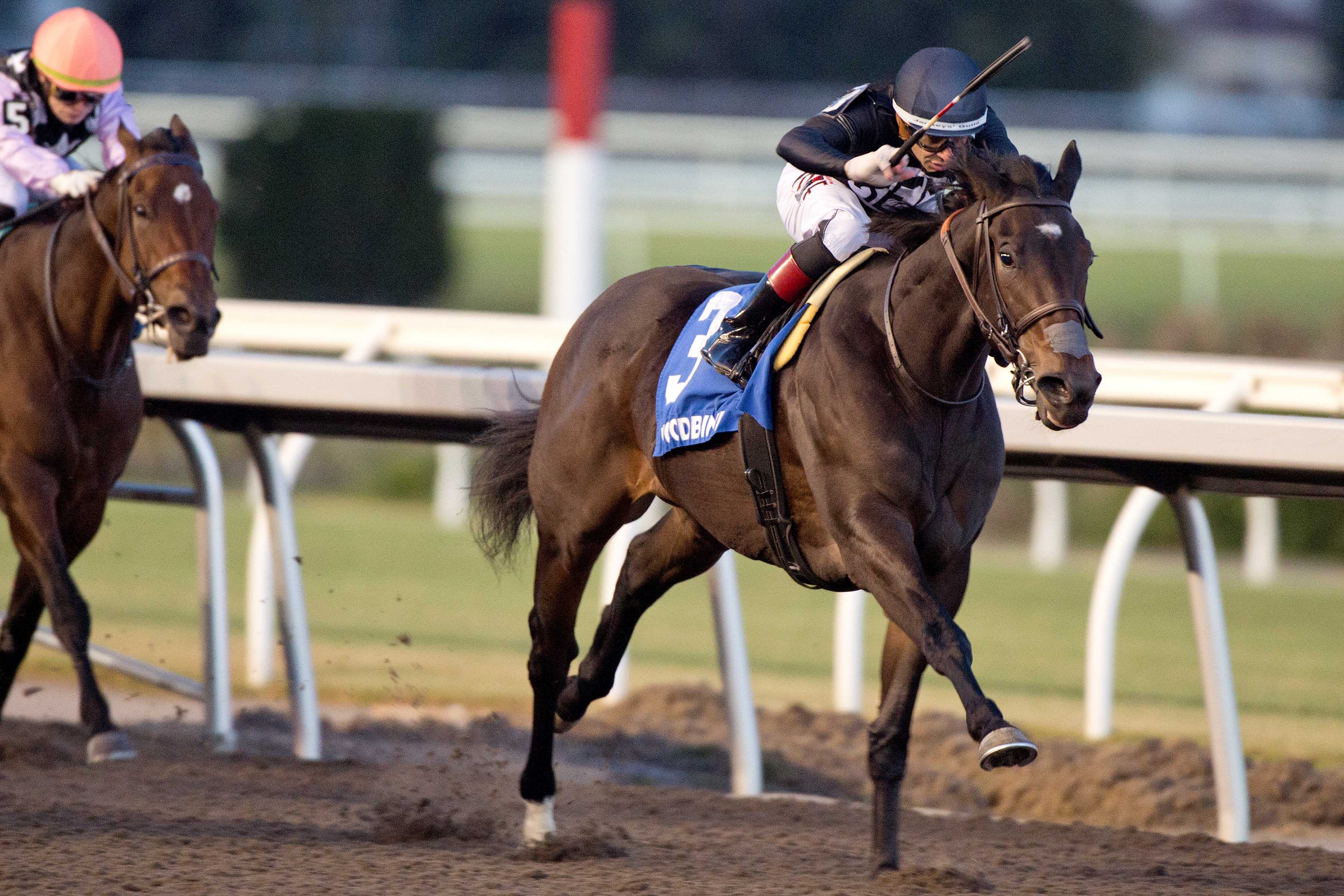 Stormcast and jockey Rafael Hernandez winning the Bessarabian Stakes (G3) on November 9, 2024 at Woodbine (Michael Burns Photo)