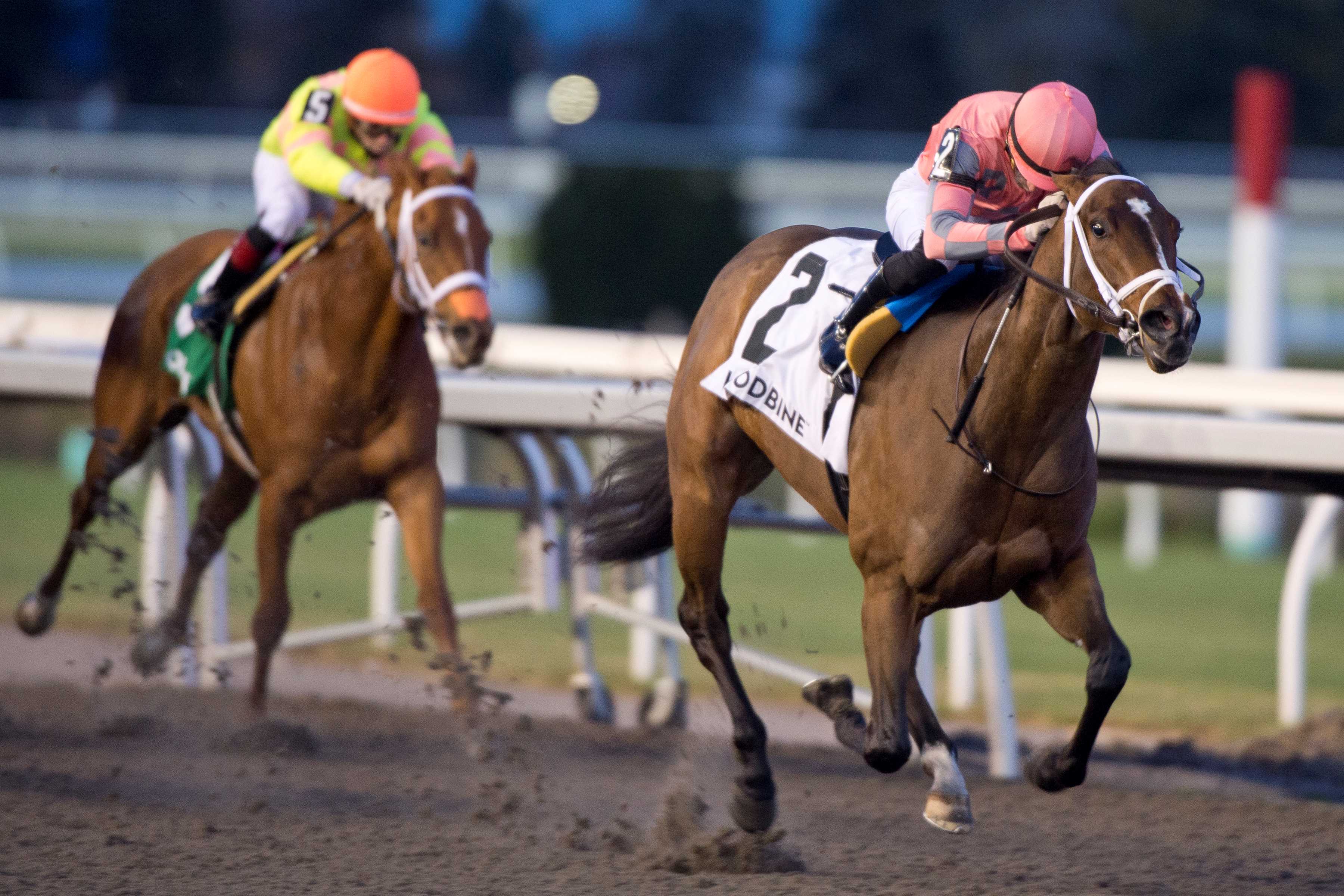 Pop Idol and jockey Sahin Civaci winning the Shady Well Stakes on November 23, 2024 at Woodbine (Michael Burns Photo)