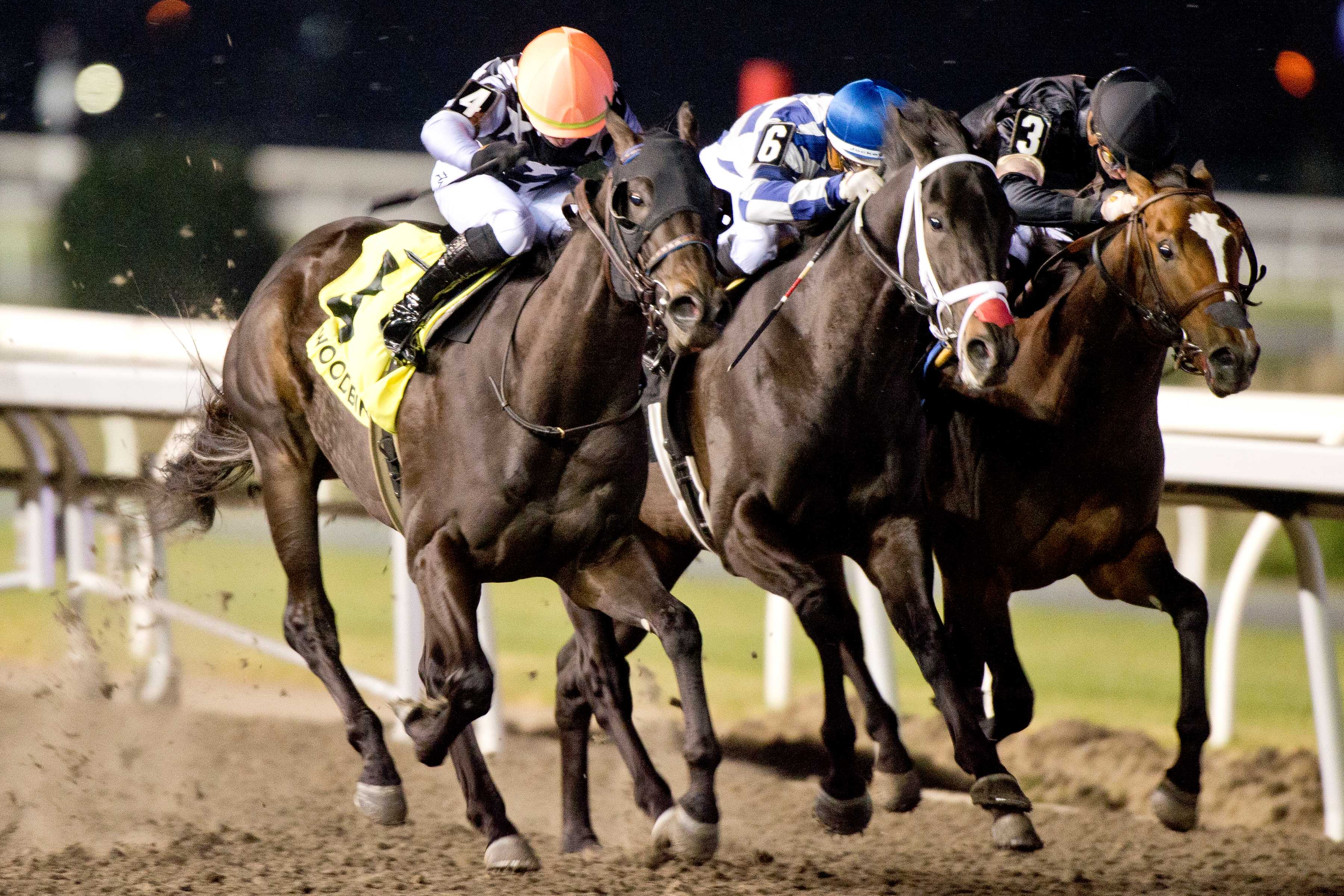 Notorious Gangster (4) and jockey Fraser Aebly winning the Coronation Futurity on November 30, 2024 at Woodbine (Michael Burns Photo)