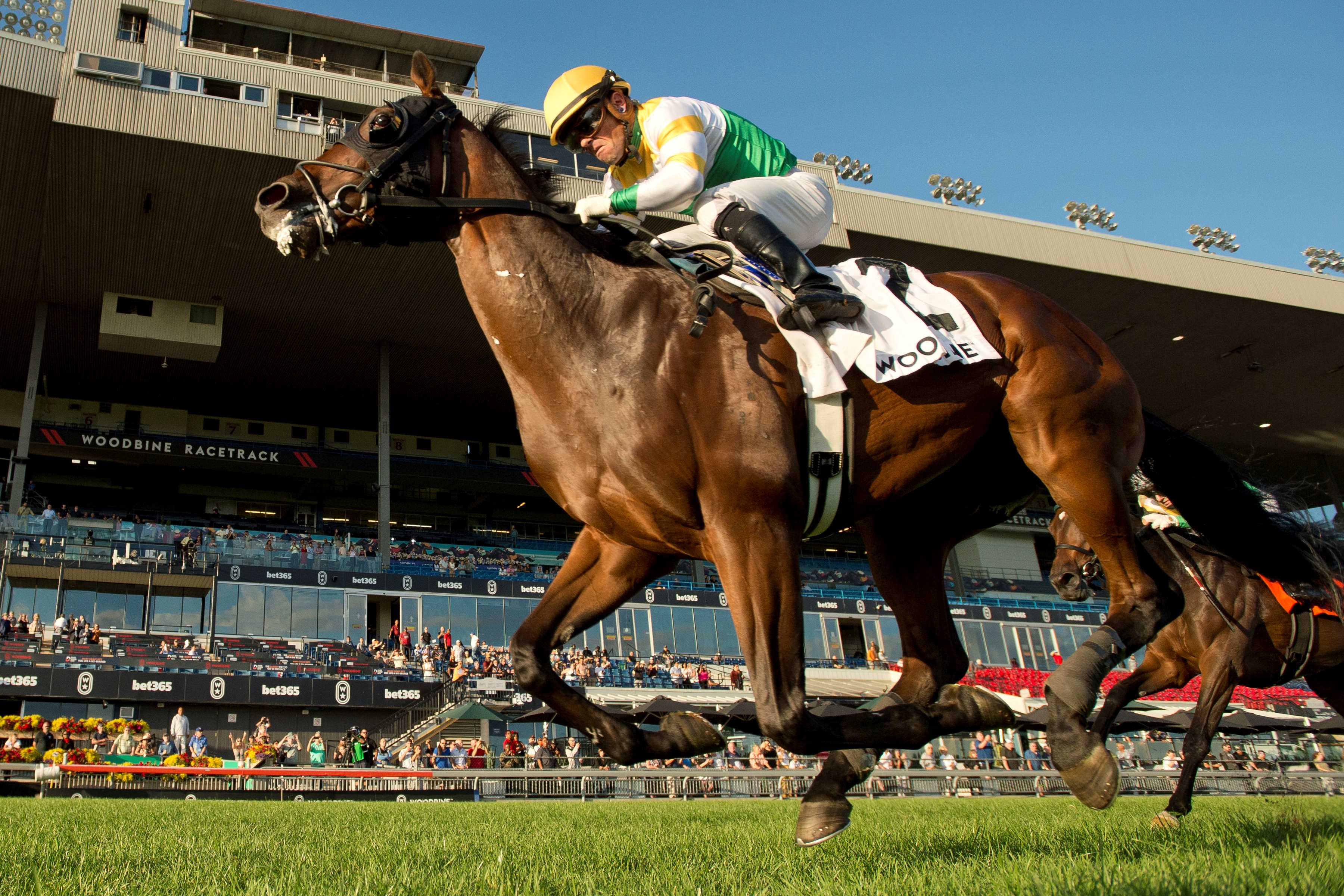 Roscar and jockey Justin Stein winning the Breeders' Stakes on September 29, 2024 at Woodbine (Michael Burns Photo)