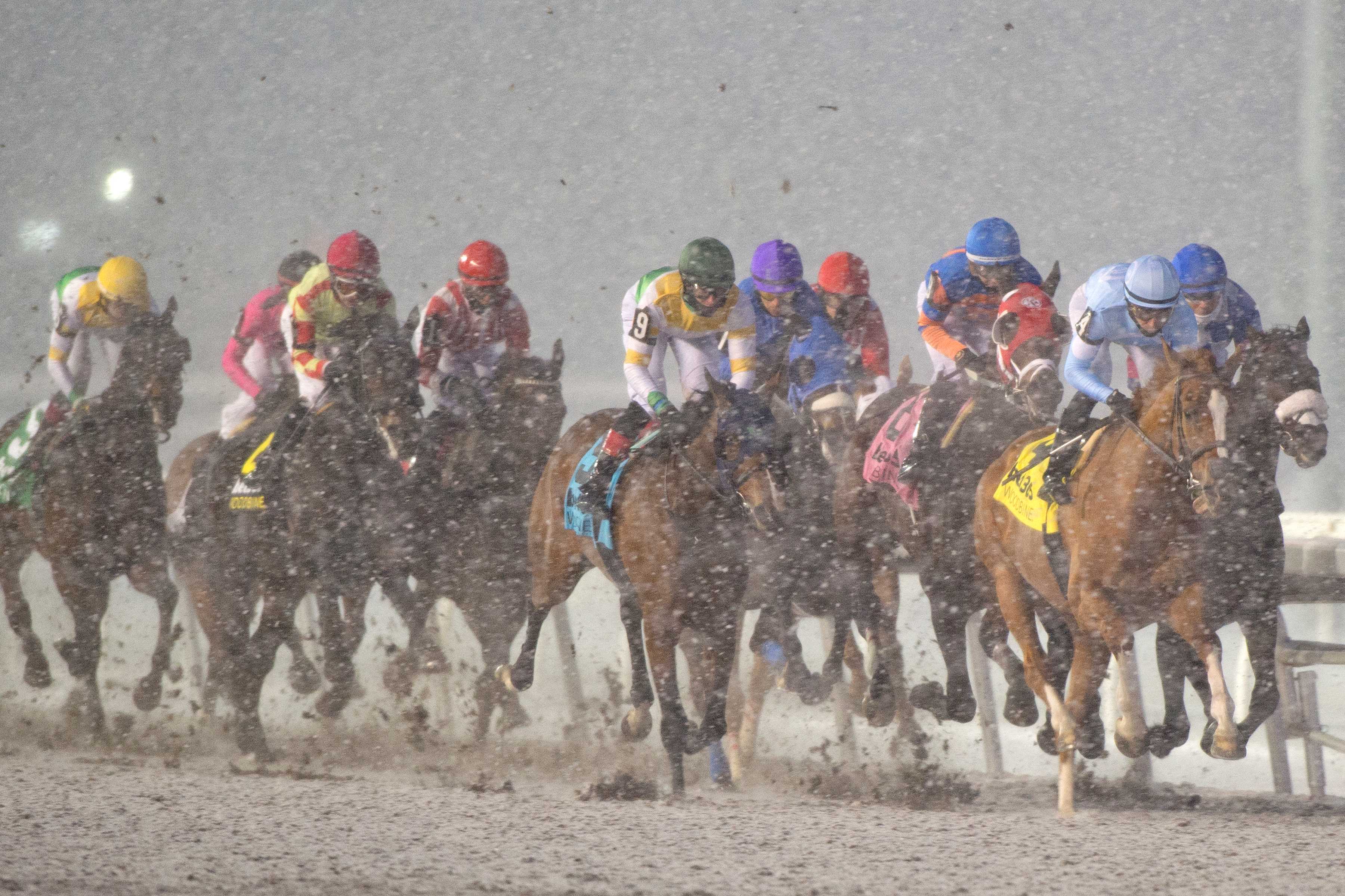 The field for the Valedictory Stakes (G3) on December 7, 2024 at Woodbine (Michael Burns Photo)