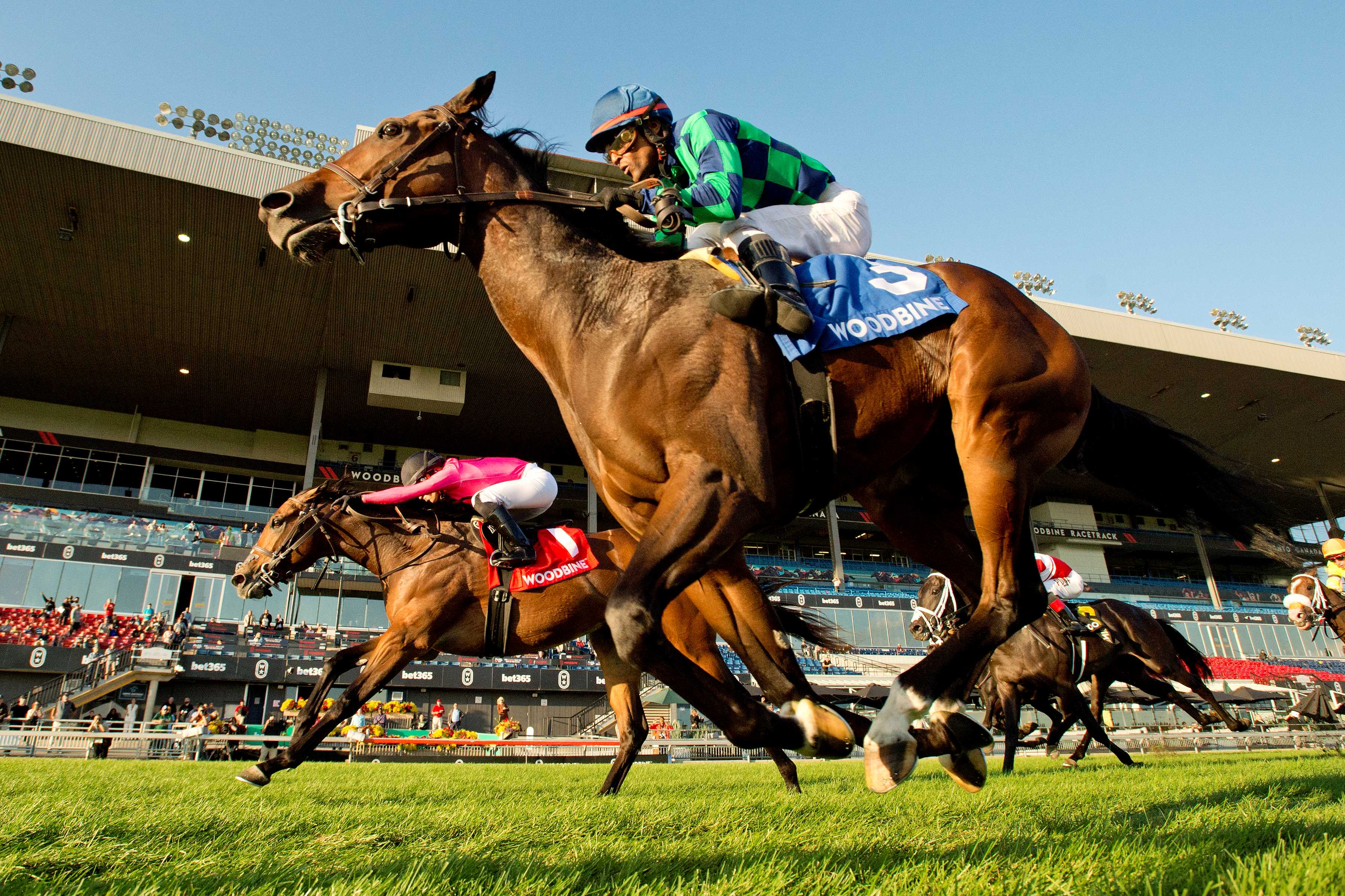 Scorching (#3) and jockey Patrick Husbands winning the Cup & Saucer Stakes on October 6, 2024 at Woodbine (Michael Burns Photo)