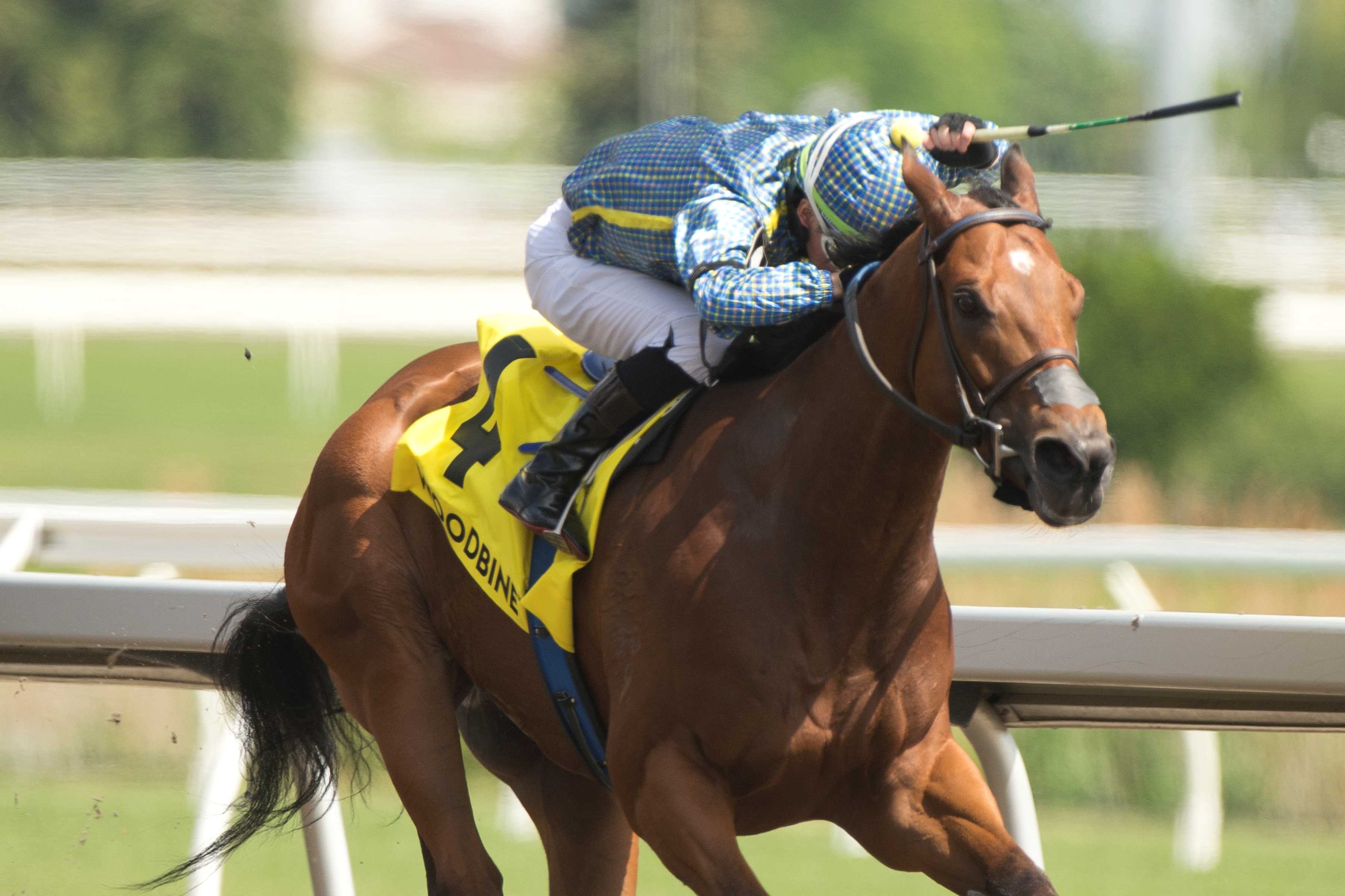 Flag of Honour (AUS) and jockey Kazushi Kimura winning the Jaques Cartier Stakes on June 1, 2024 at Woodbine (Michael Burns Photo)