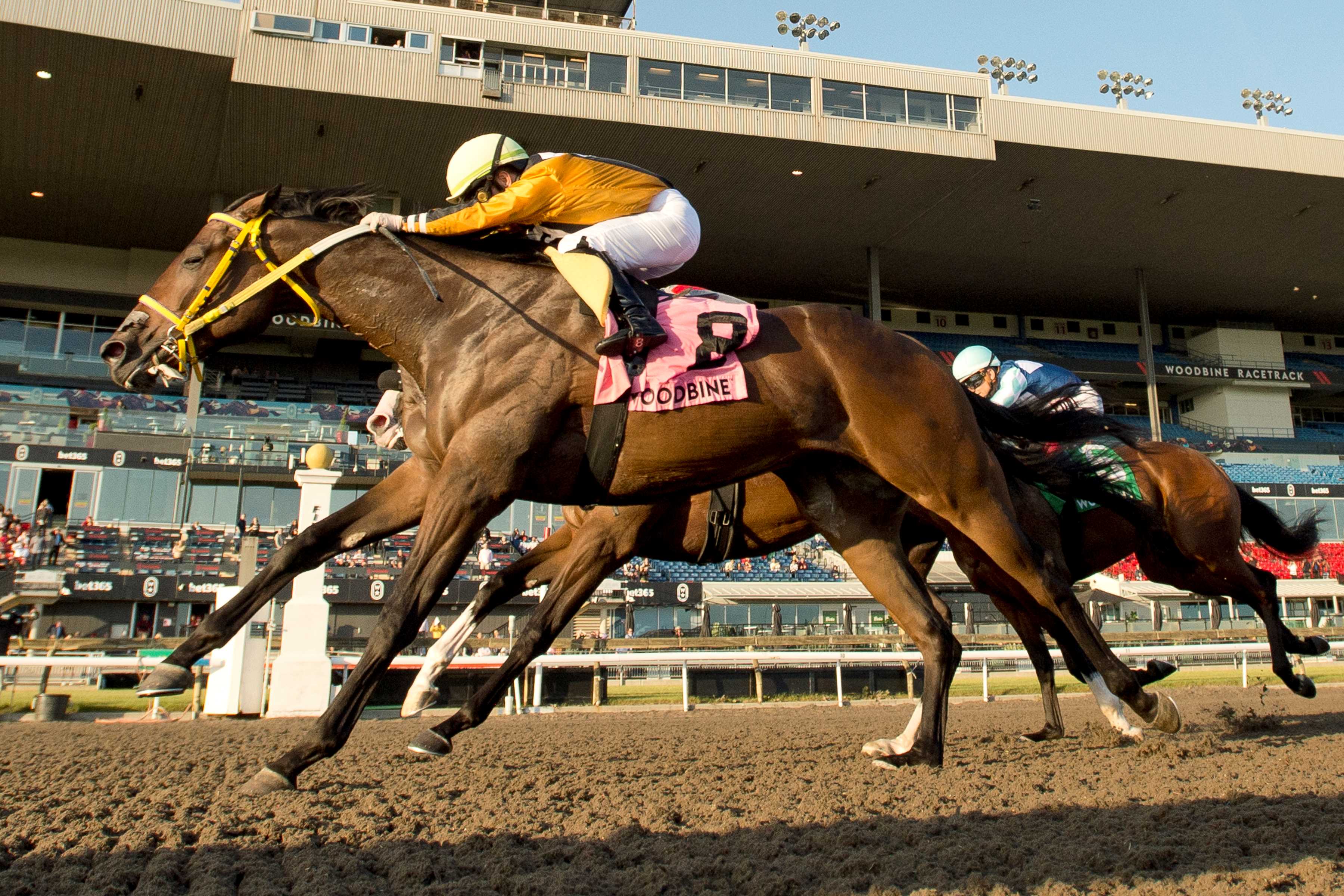 Unbridled Weather and jockey Fraser Aebly winning the Frost King Stakes on October 20, 2024 at Woodbine (Michael Burns Photo)