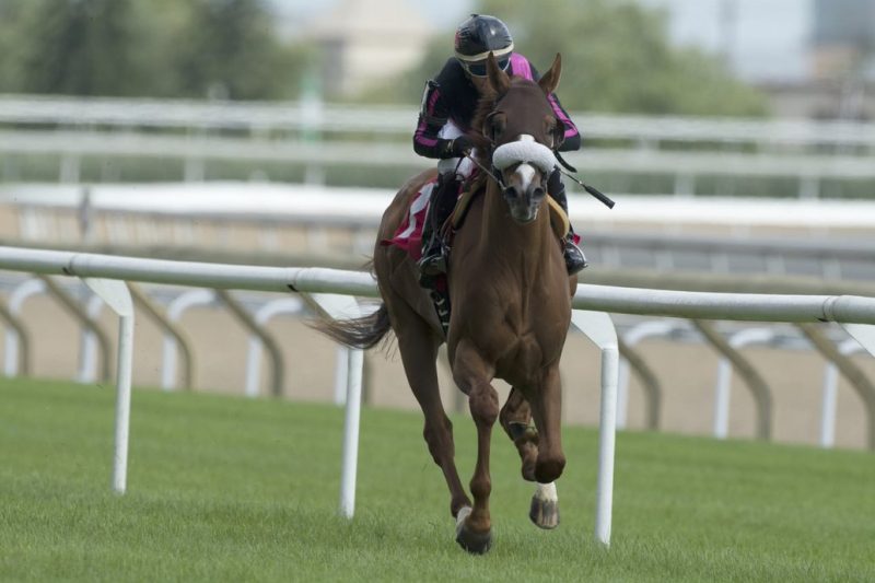 Admiralty Pier and jockey Luis Contreras earn a win on August 6, 2017 at Woodbine. (Michael Burns Photo) 