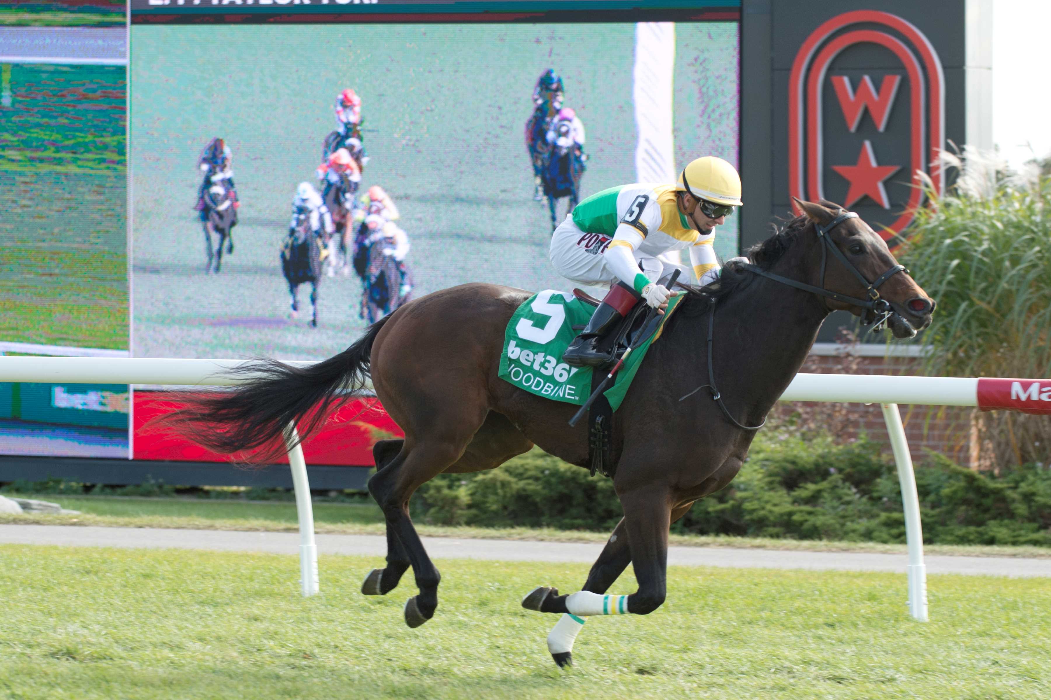 Apophis and jockey Rafael Hernandez winning Race 2 on October 27, 2024 at Woodbine (Michael Burns Photo)