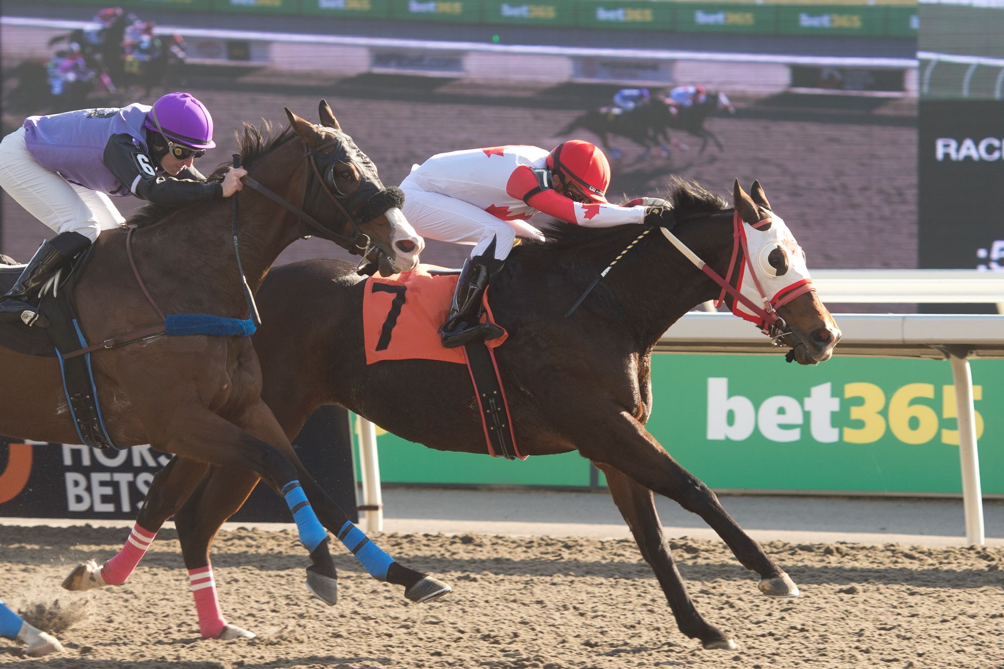 Big Time Louie and jockey Austin Adams winning Race 2 on November 12, 2023 at Woodbine (Michael Burns Photo) 