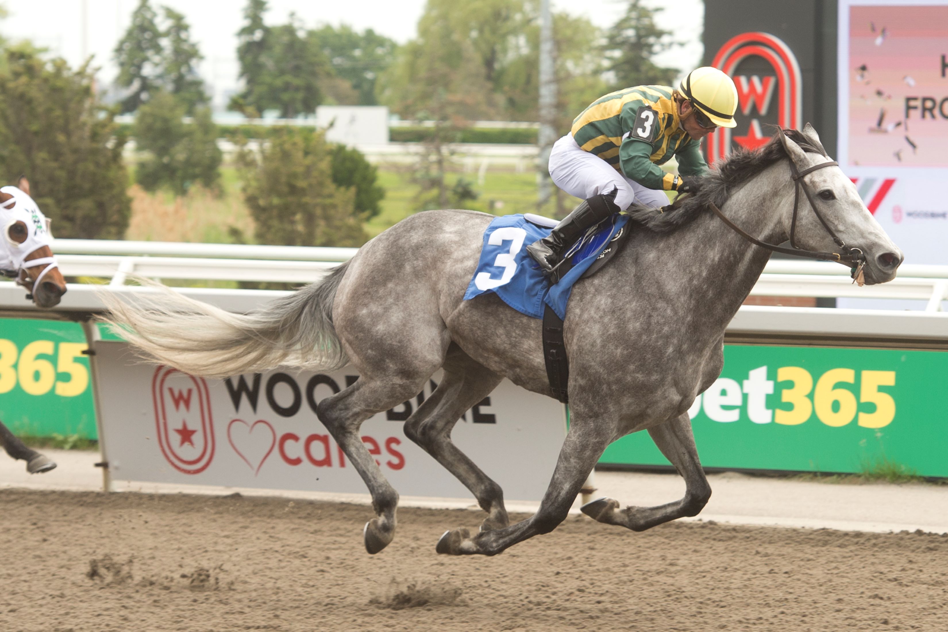 Blueberry Fields and jockey Justin Stein winning Race 5 on August 17, 2024 at Woodbine (Michael Burns Photo)