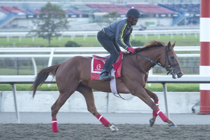 Paramount Prince preparing for the Breeders' Stakes at Woodbine (Michael Burns Photo)