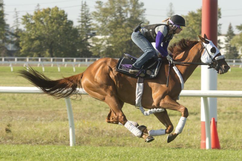 English Conqueror prepares for the Canadian International at Woodbine (Michael Burns Photo)