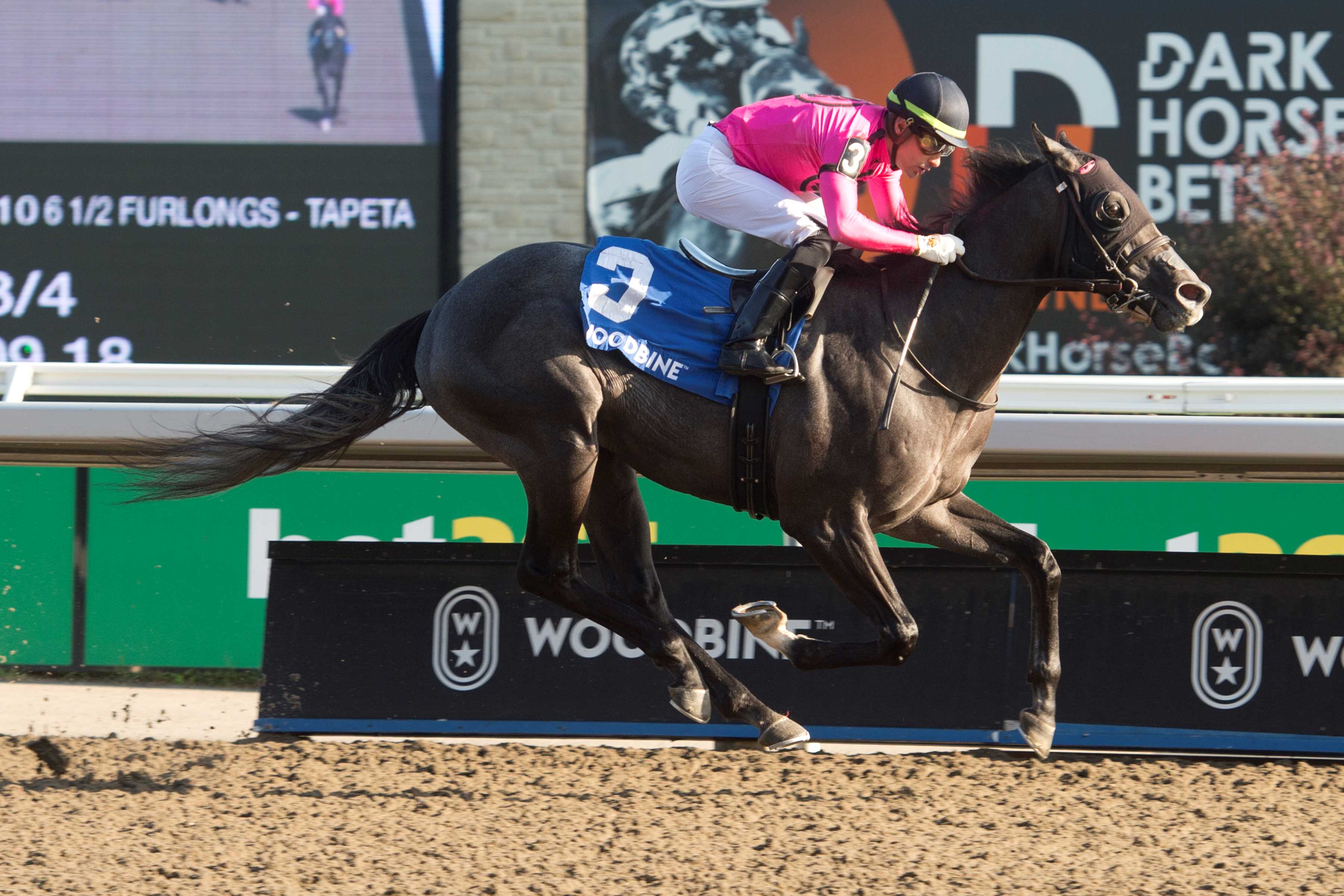 My Boy Prince and jockey Sahin Civaci winning the Simcoe Stakes on August 27, 2023 at Woodbine (Michael Burns Photo)