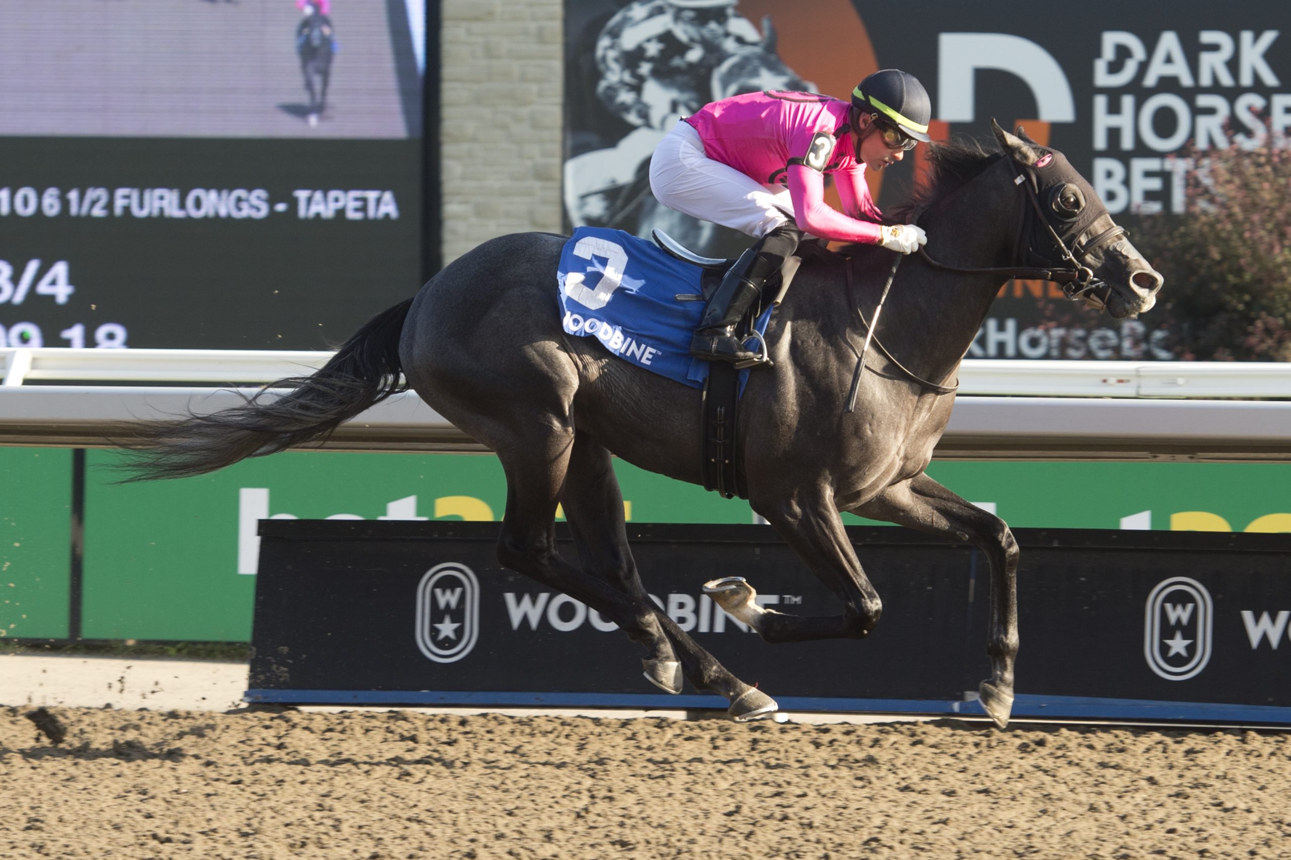 Canadian Sales Stakes crowns four winners Woodbine Racetrack