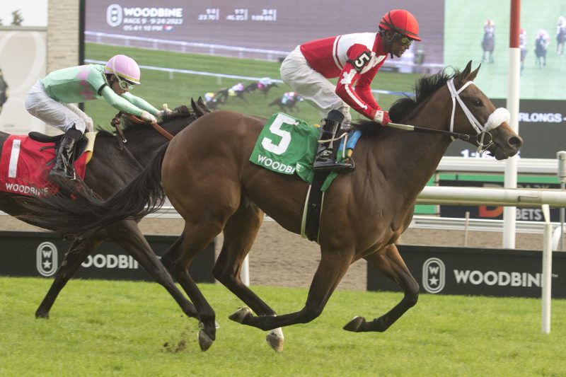 War Painter and jockey Patrick Husbands winning the Victorian Queen Stakes on September 24, 2023 at Woodbine (Michael Burns Photo)