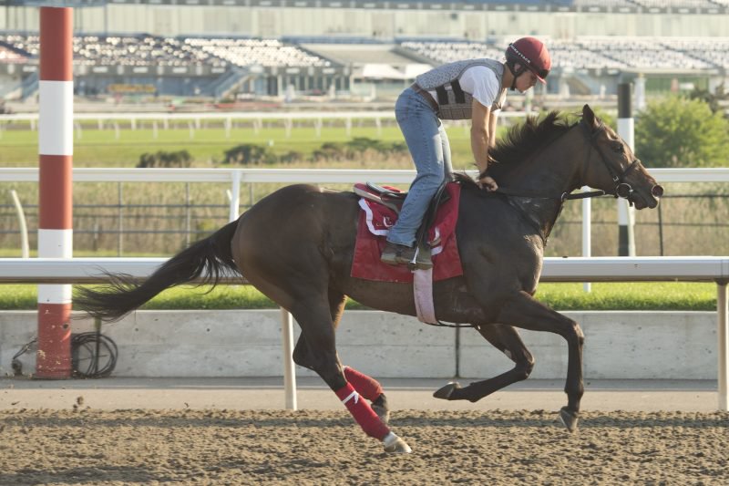 Ice Chocolat (BRZ), one of two Mark Casse trainee Mile contenders training at Woodbine (Michael Burns Photo)