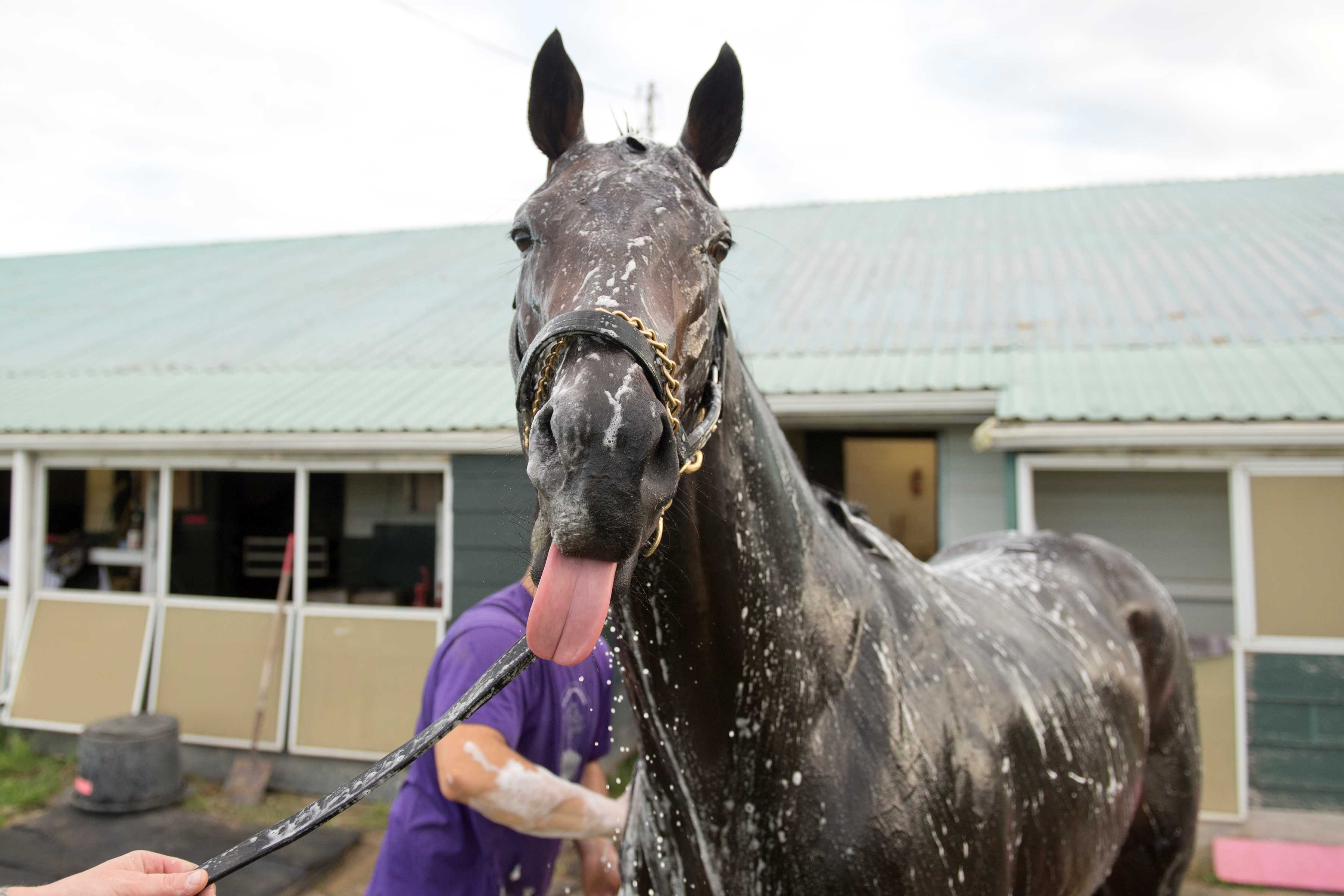 Stanley House getting a bath on the Woodbine Backstretch in August 2023 (Michael Burns Photo)